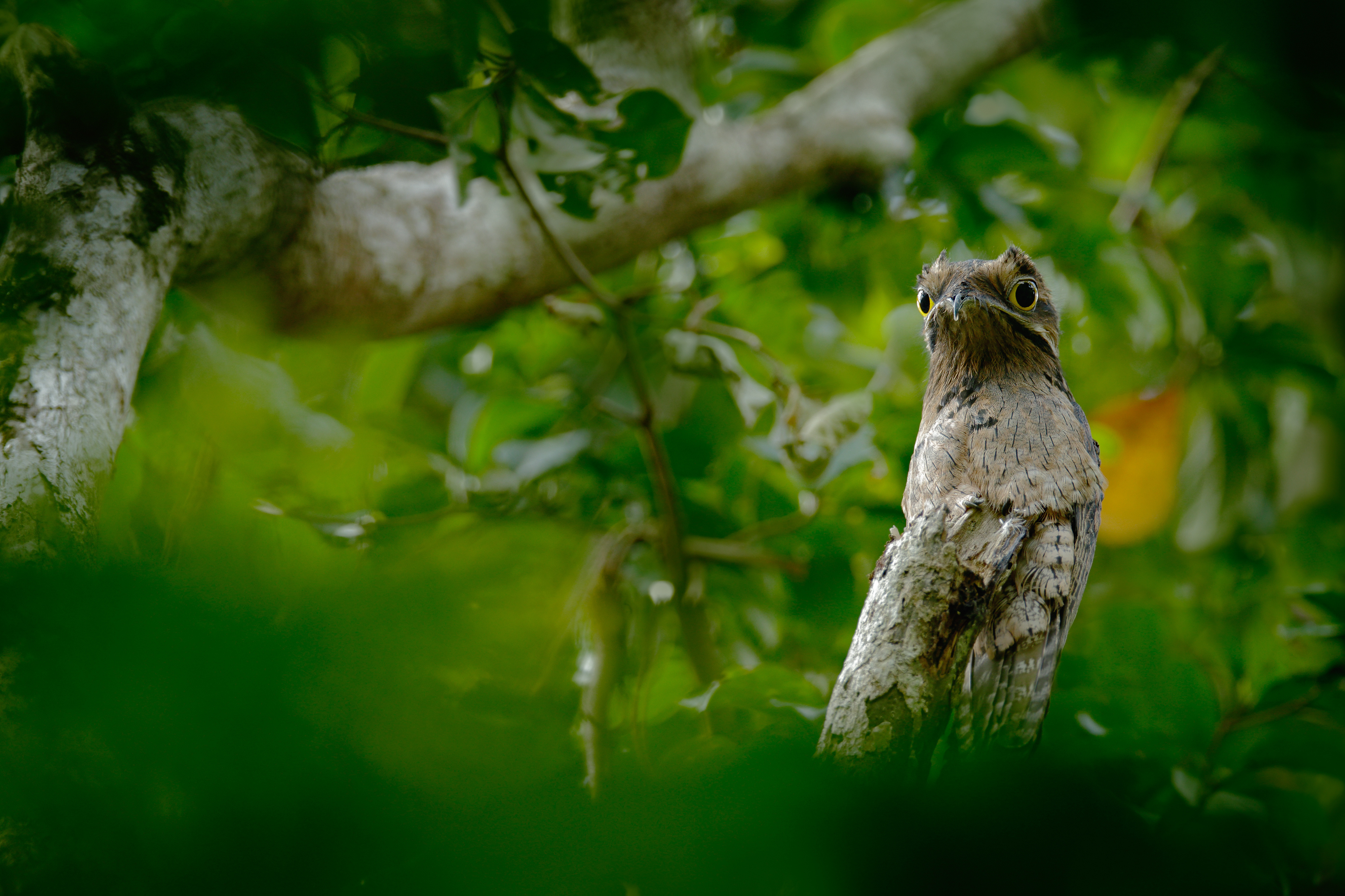 Common Potoo, Nyctibius griseus, on a perch, taken at Asa Wright Nature Centre, Trinidad, West Indies