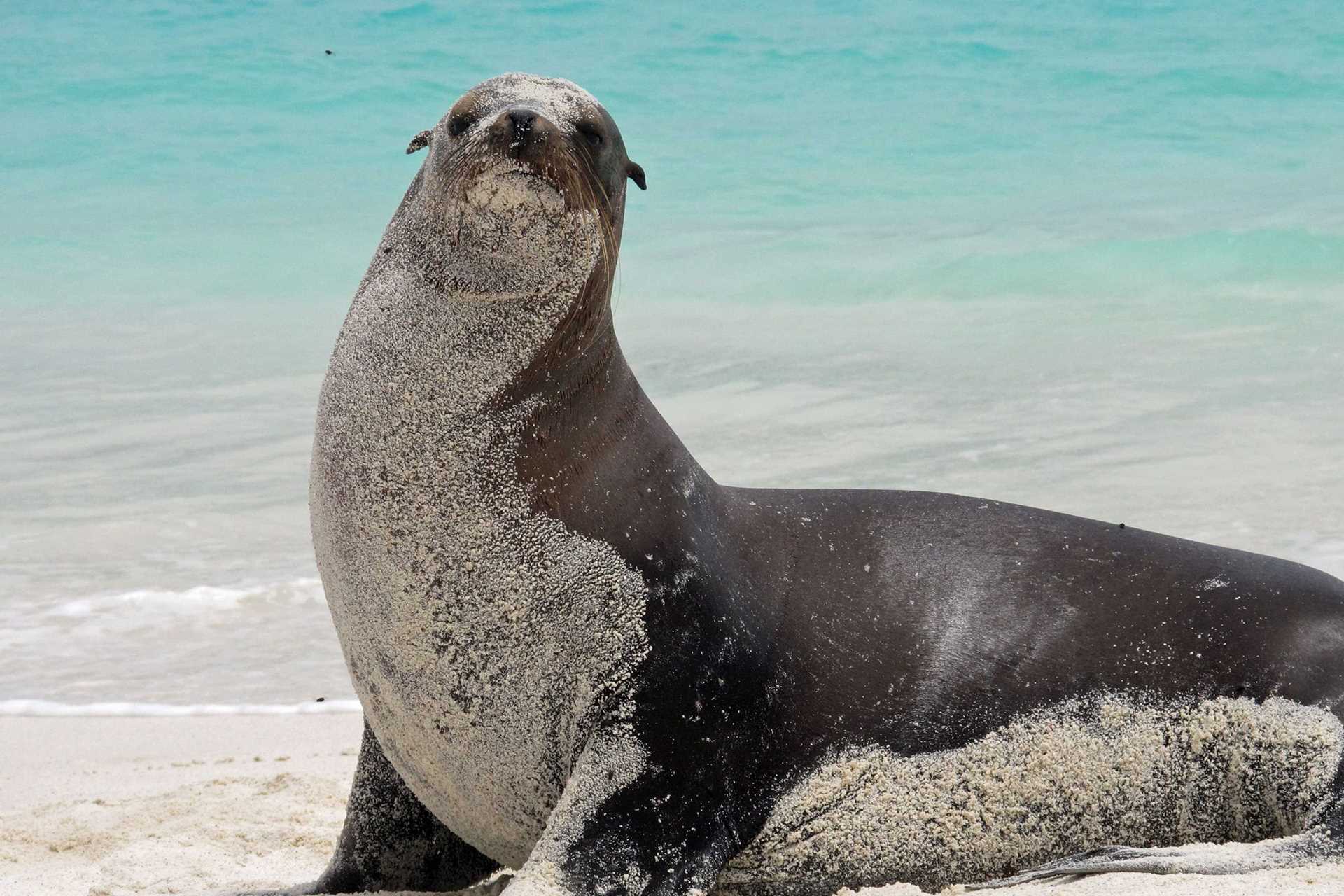 sea lion covered in sand