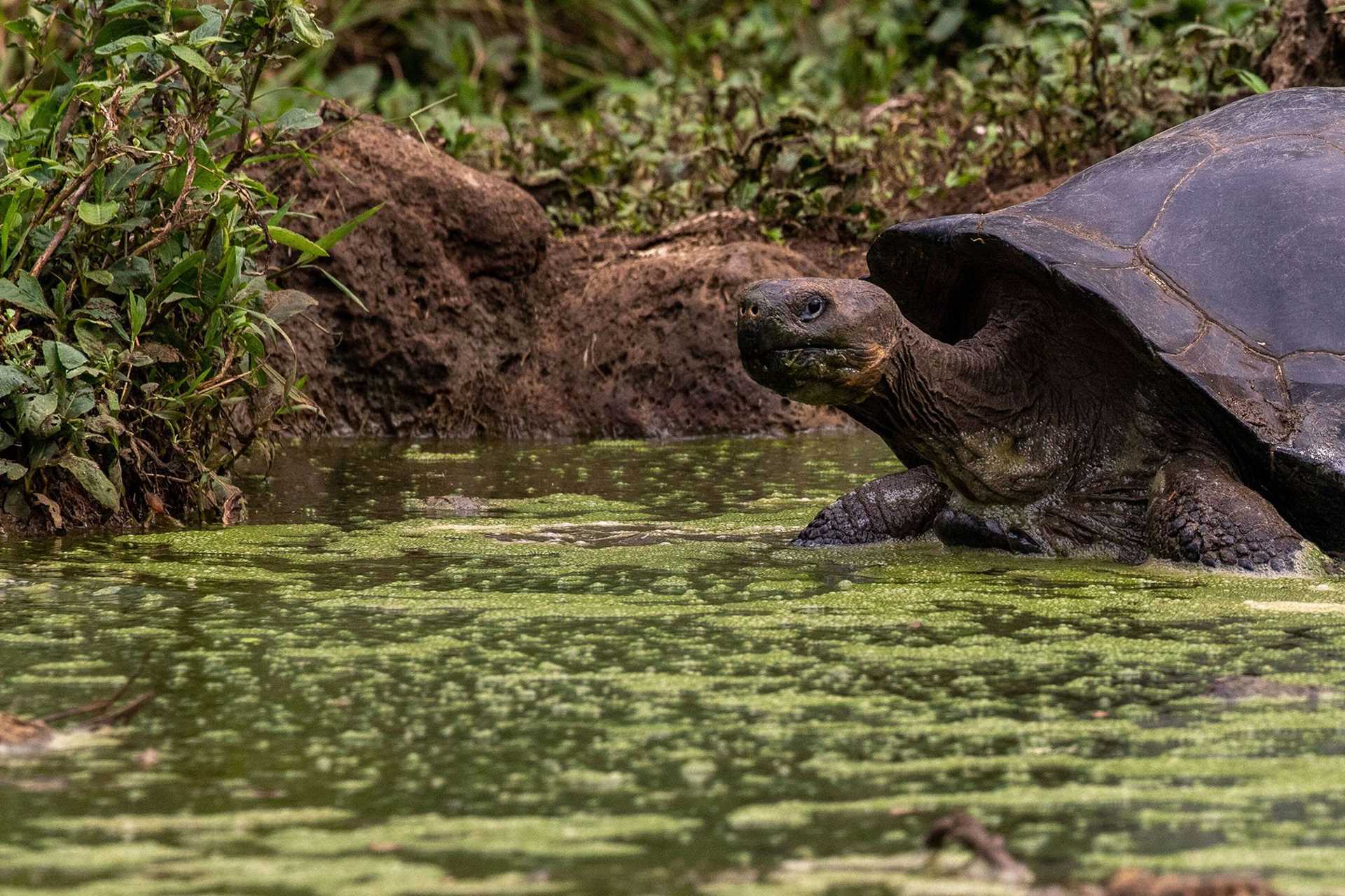 giant tortoise in a mud puddle