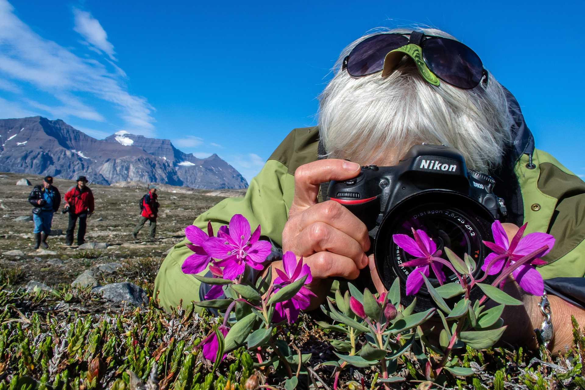 A woman photographs lupines in Greenland