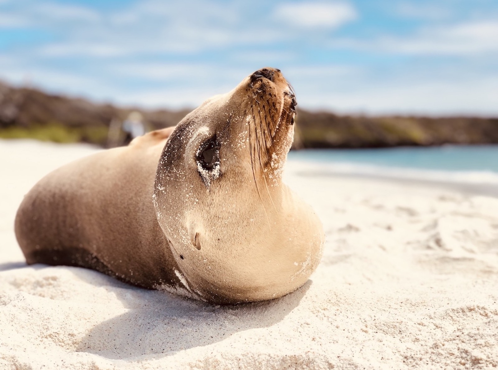 sea lion beach.jpg