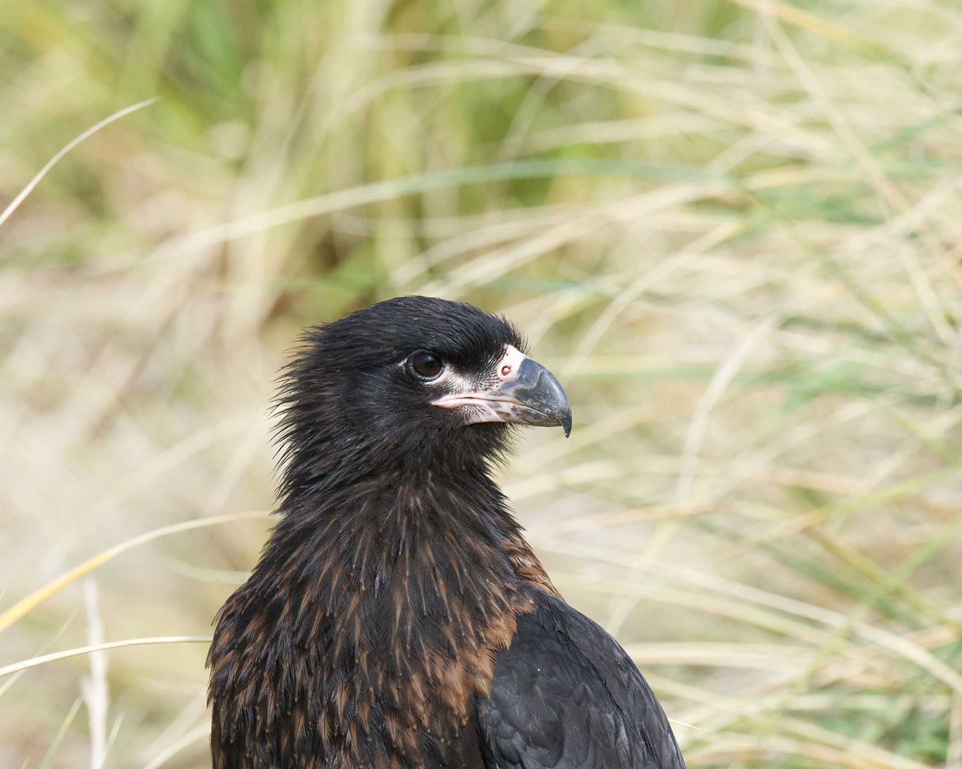 close up of brown bird