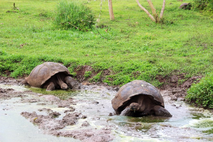 A pair of tortoises wallow in a mud pit.jpg