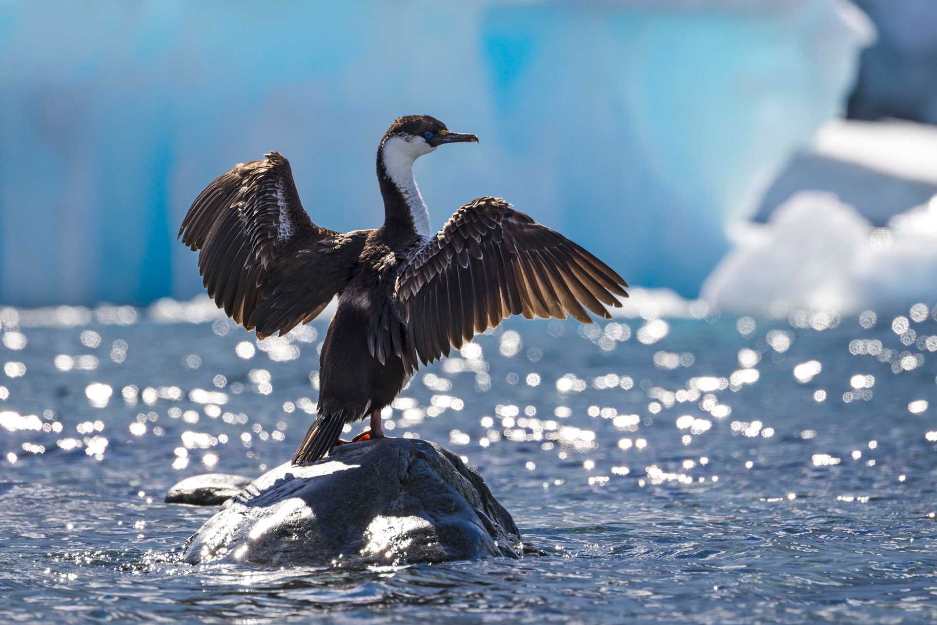 antarctic shag