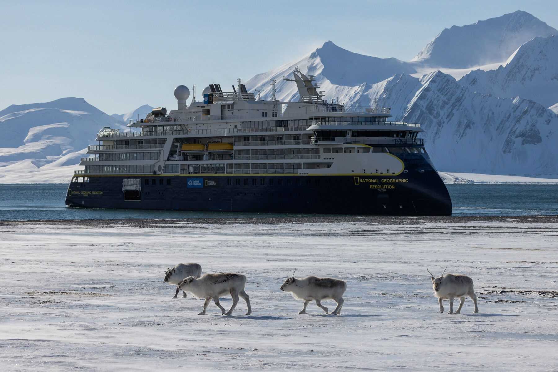 reindeer in front of the National Geographic Resolution
