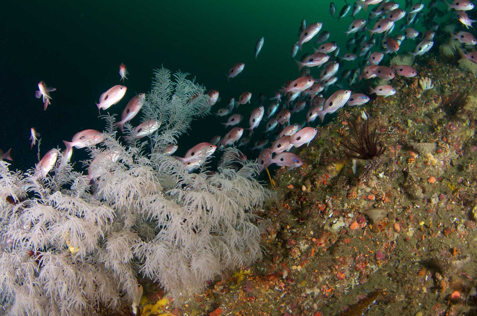 Fiordland Undersea and Coral.jpg