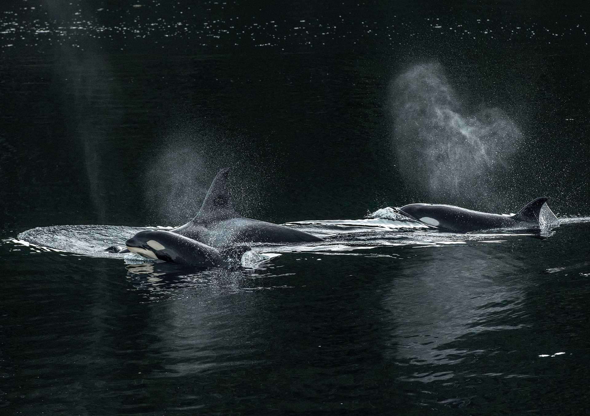 killer whales