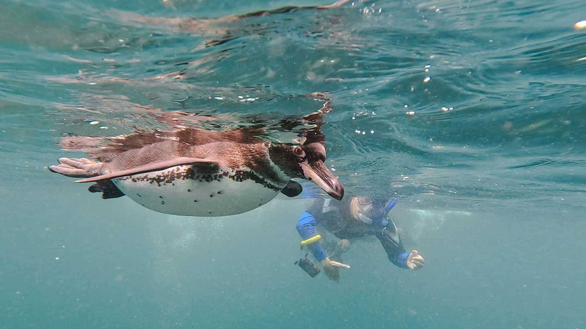 Galapagos penguin and snorkeler