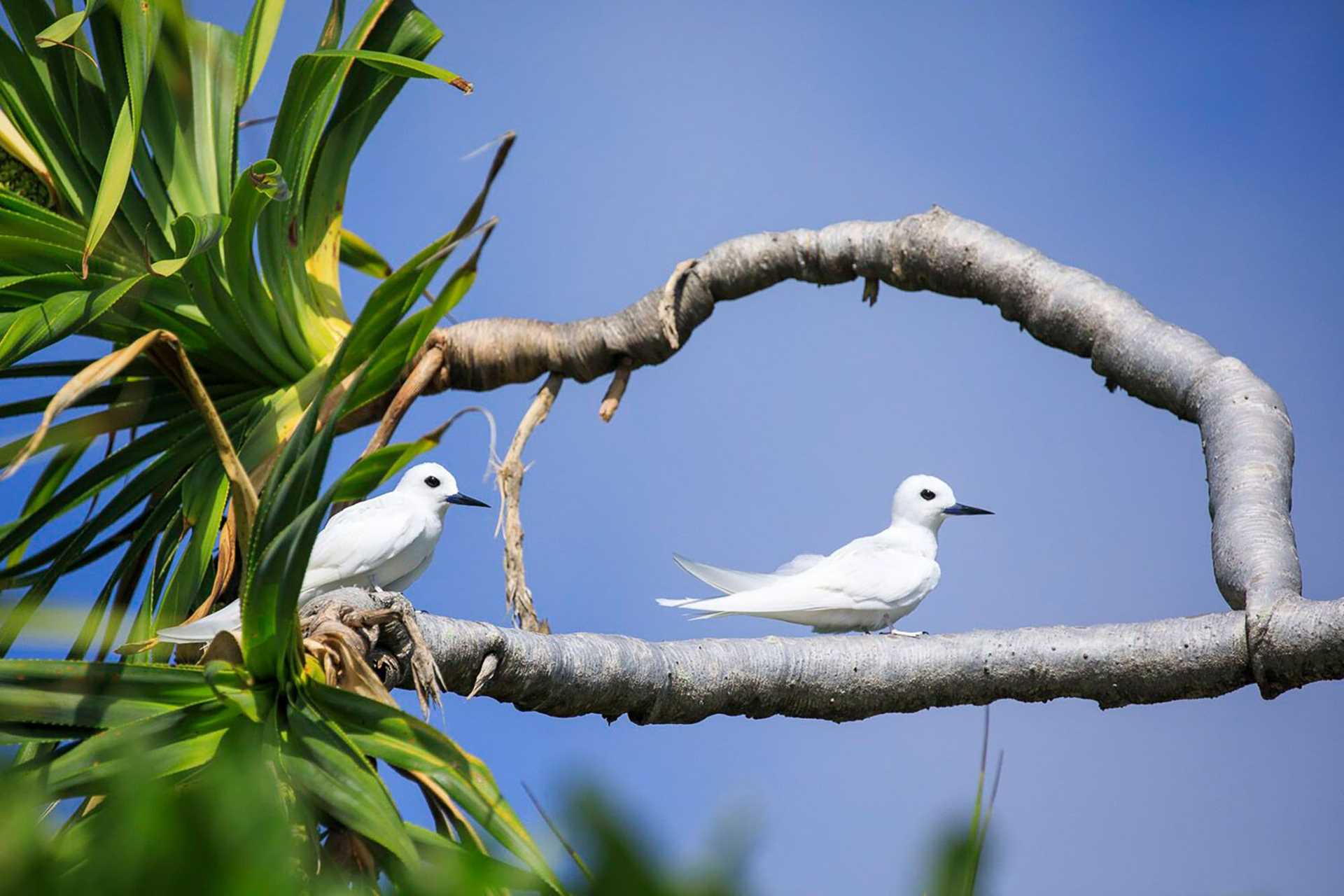 two white birds on a tree branch