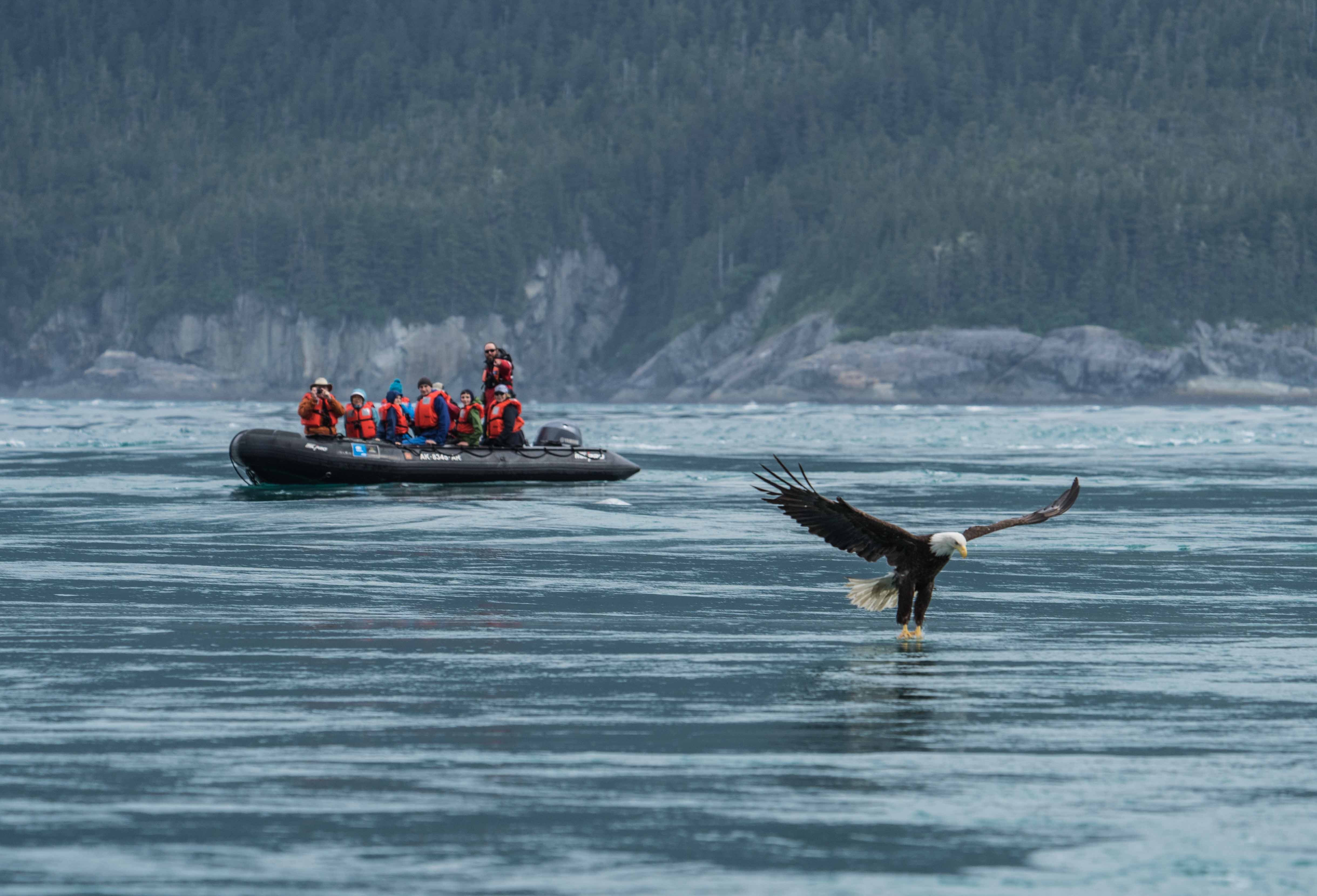 Eagle fishing Alaska.jpg