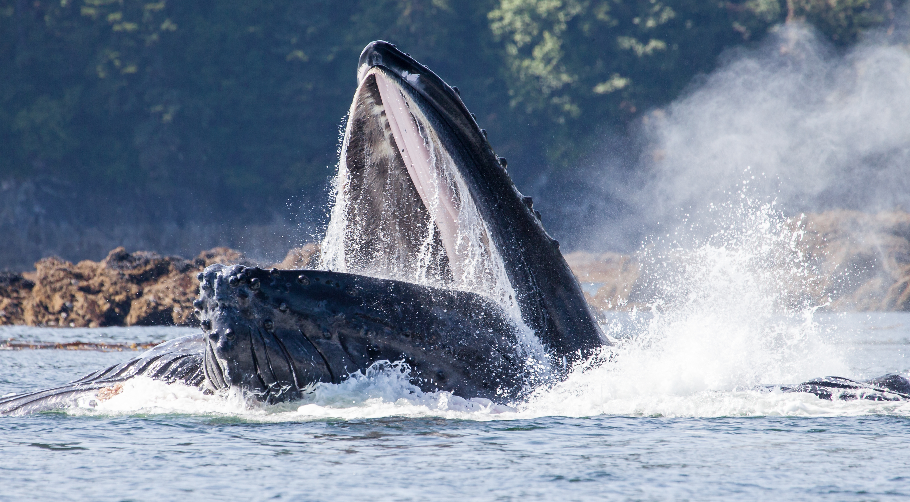 Humpback Whales Bubble Net Feeding