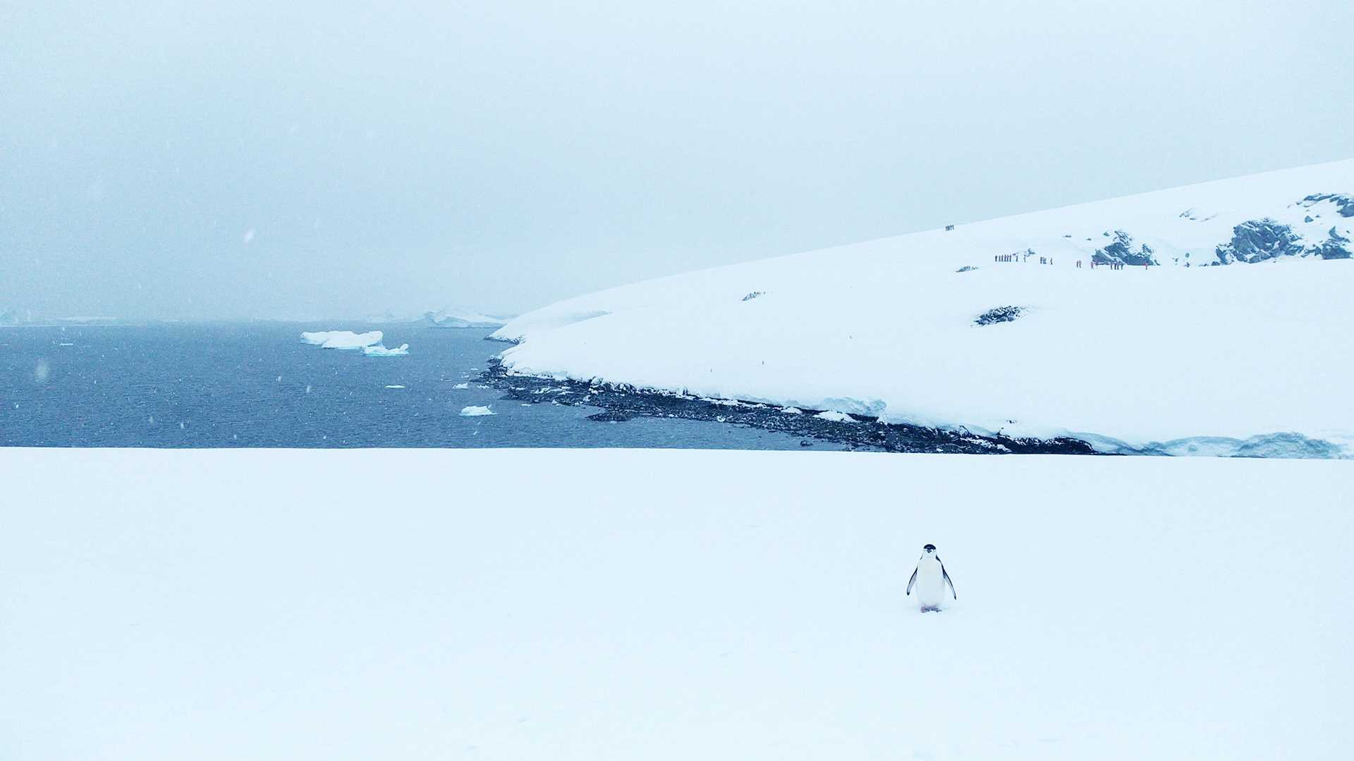 one penguin