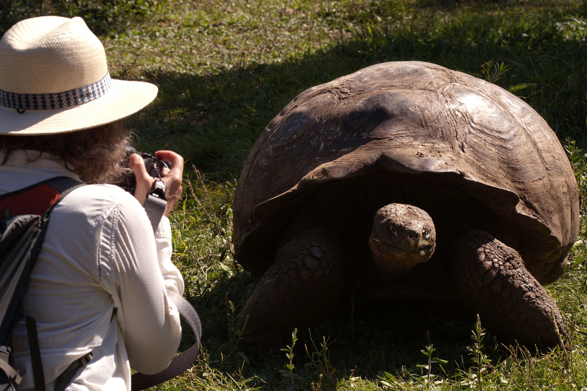 a tourist photographs a giant tortoise