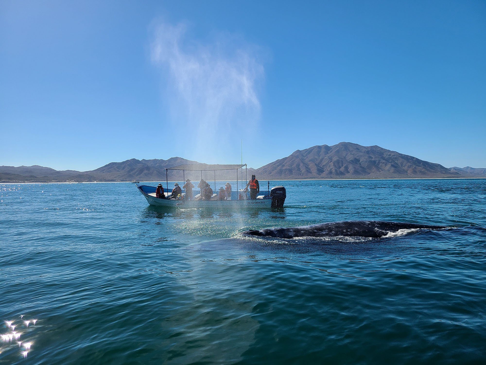 whale surfacing in front of a boat