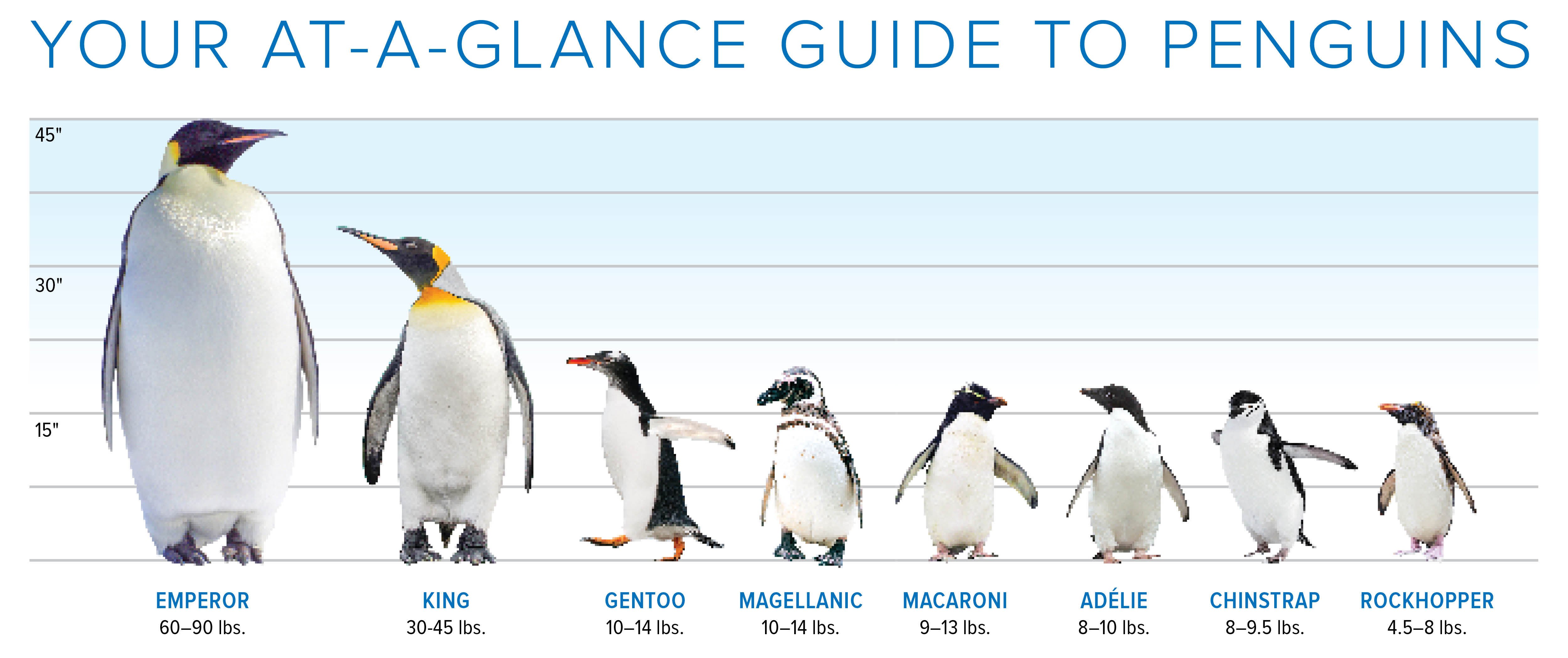 Meet The Elite 8: Penguins Of The Southern Ocean