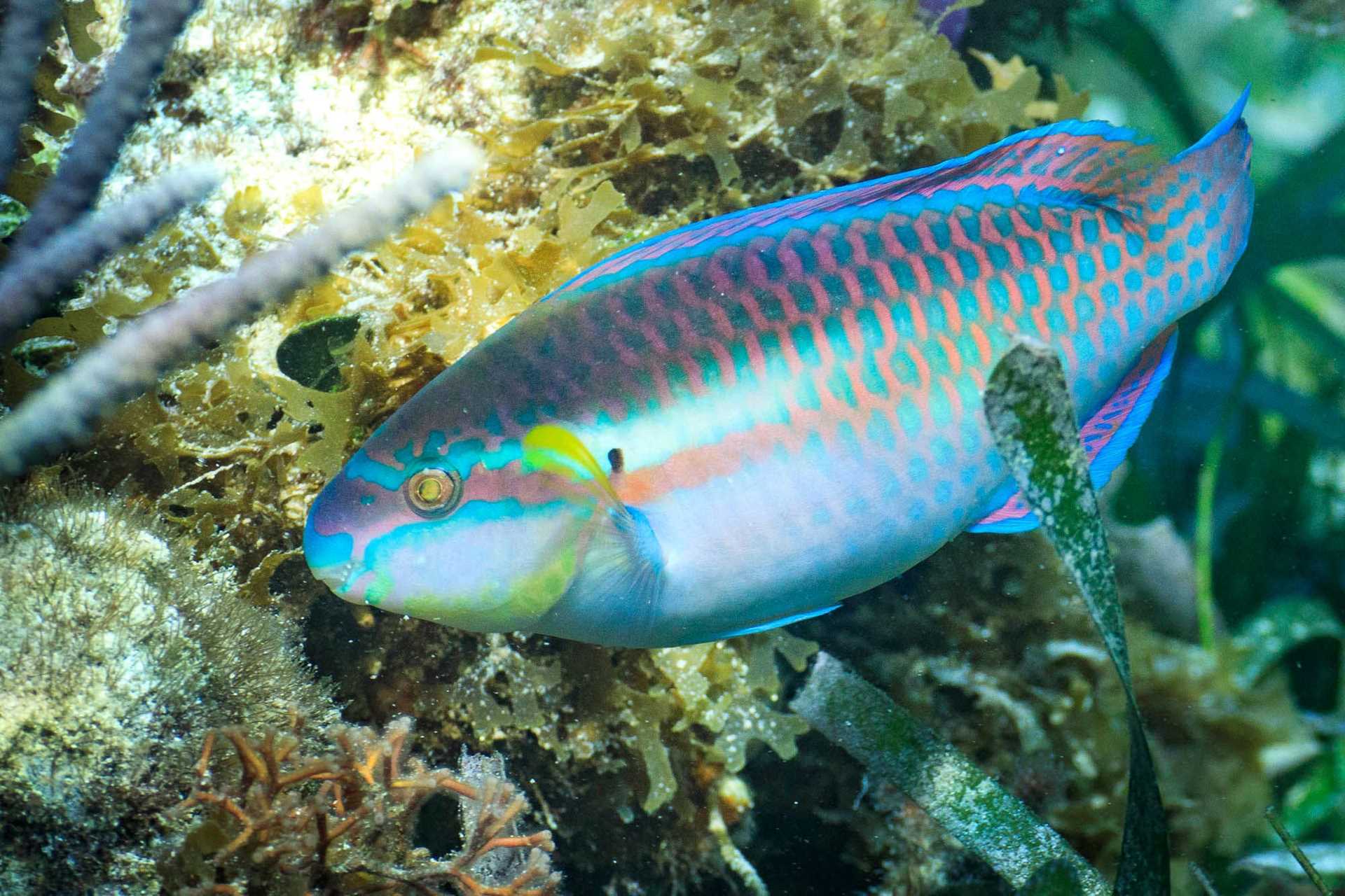 parrotfish