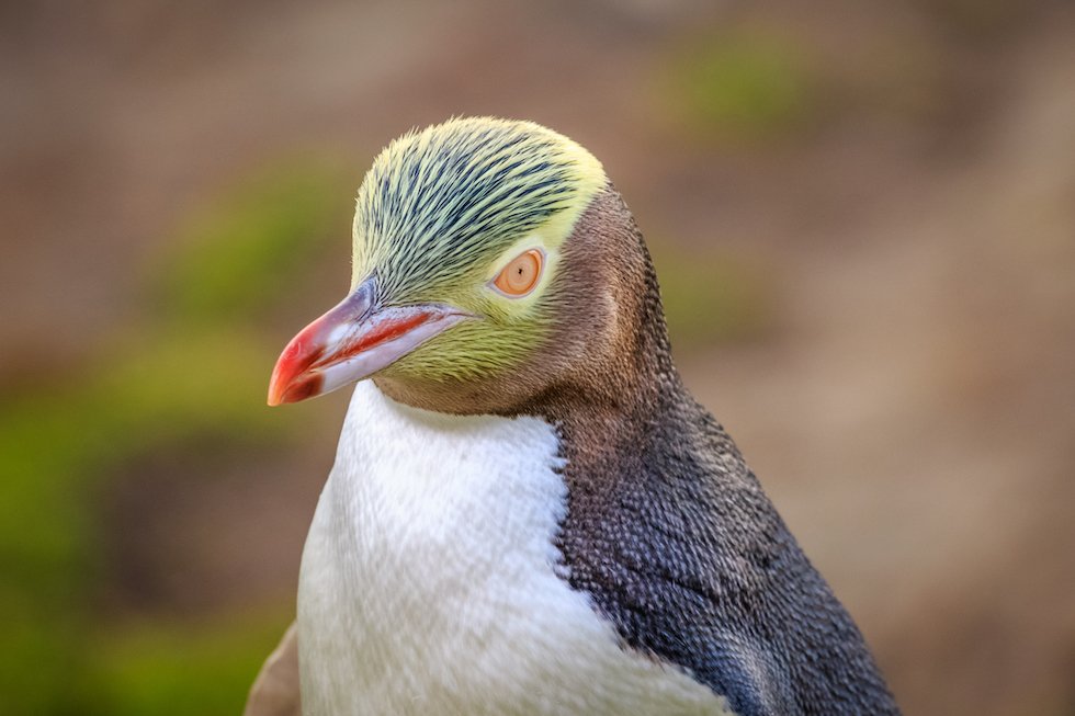 yellow eyed penguin.jpg