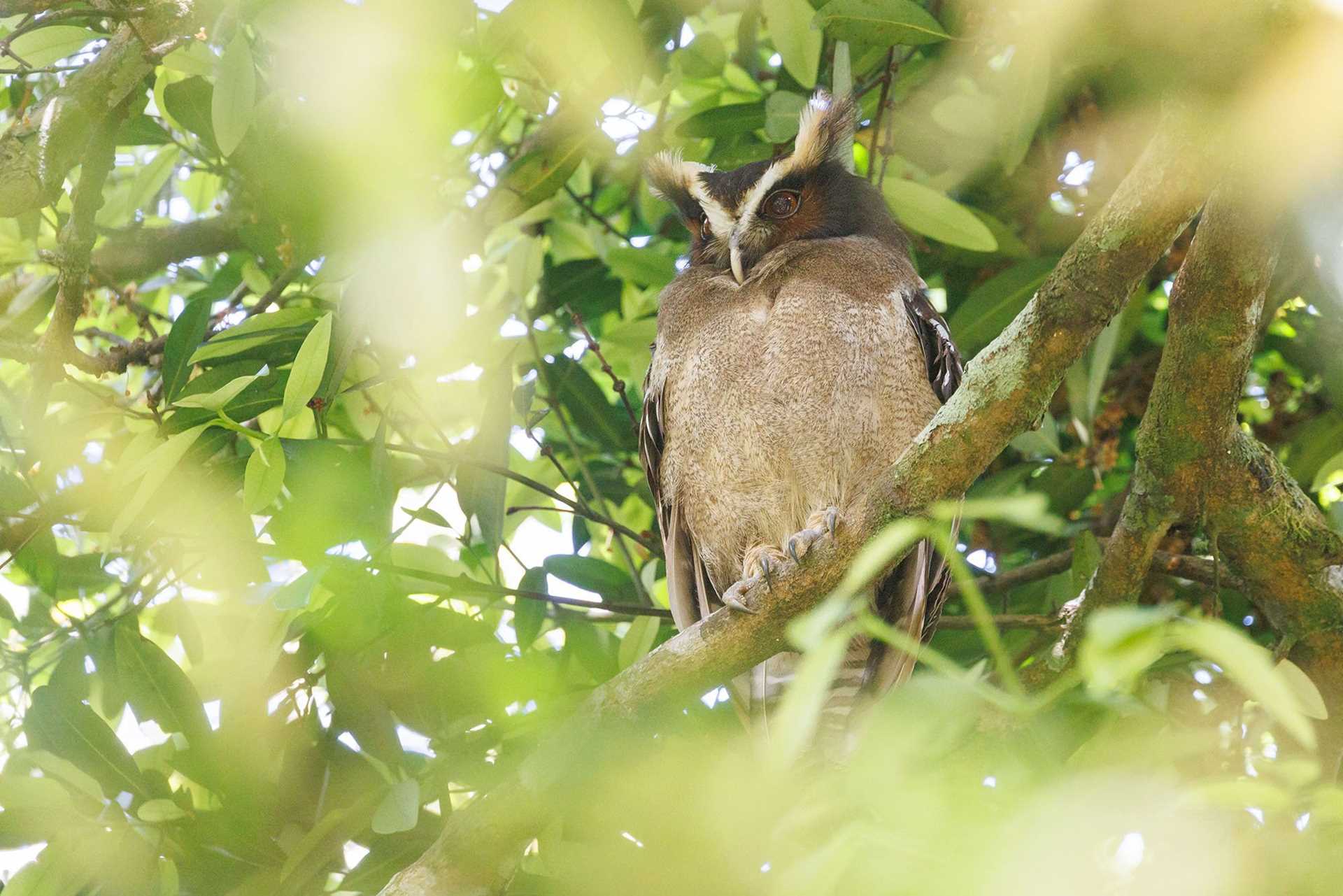 crested owl