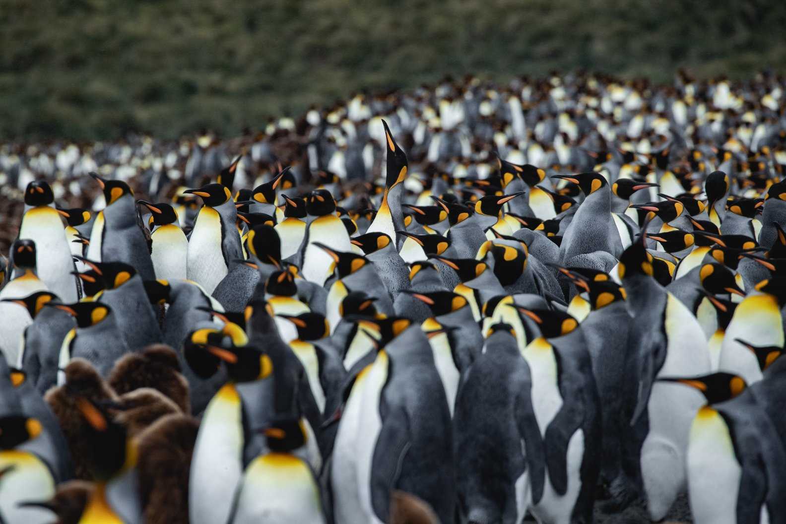 Gold-Harbor-Penguins_.jpg