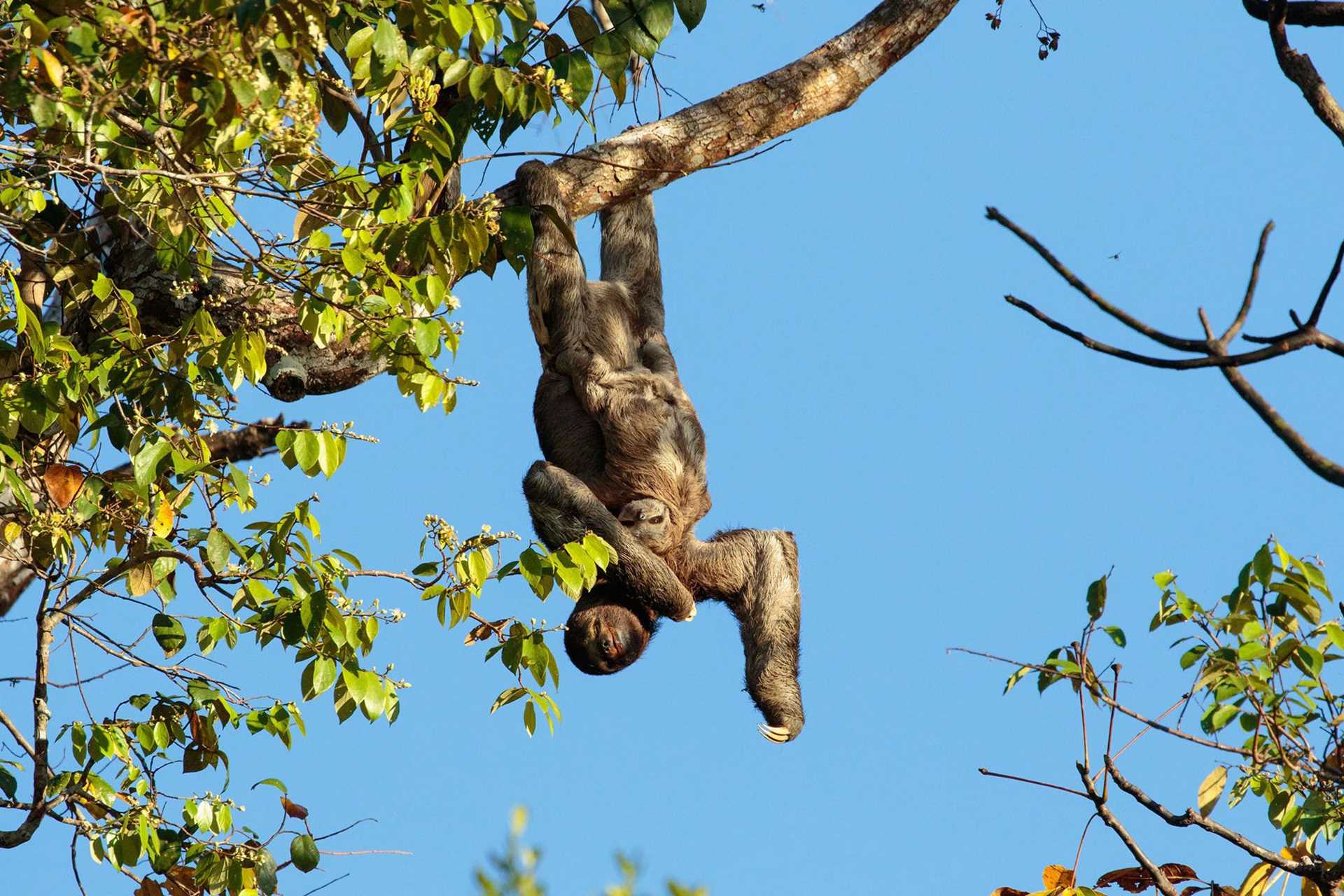 sloth and baby