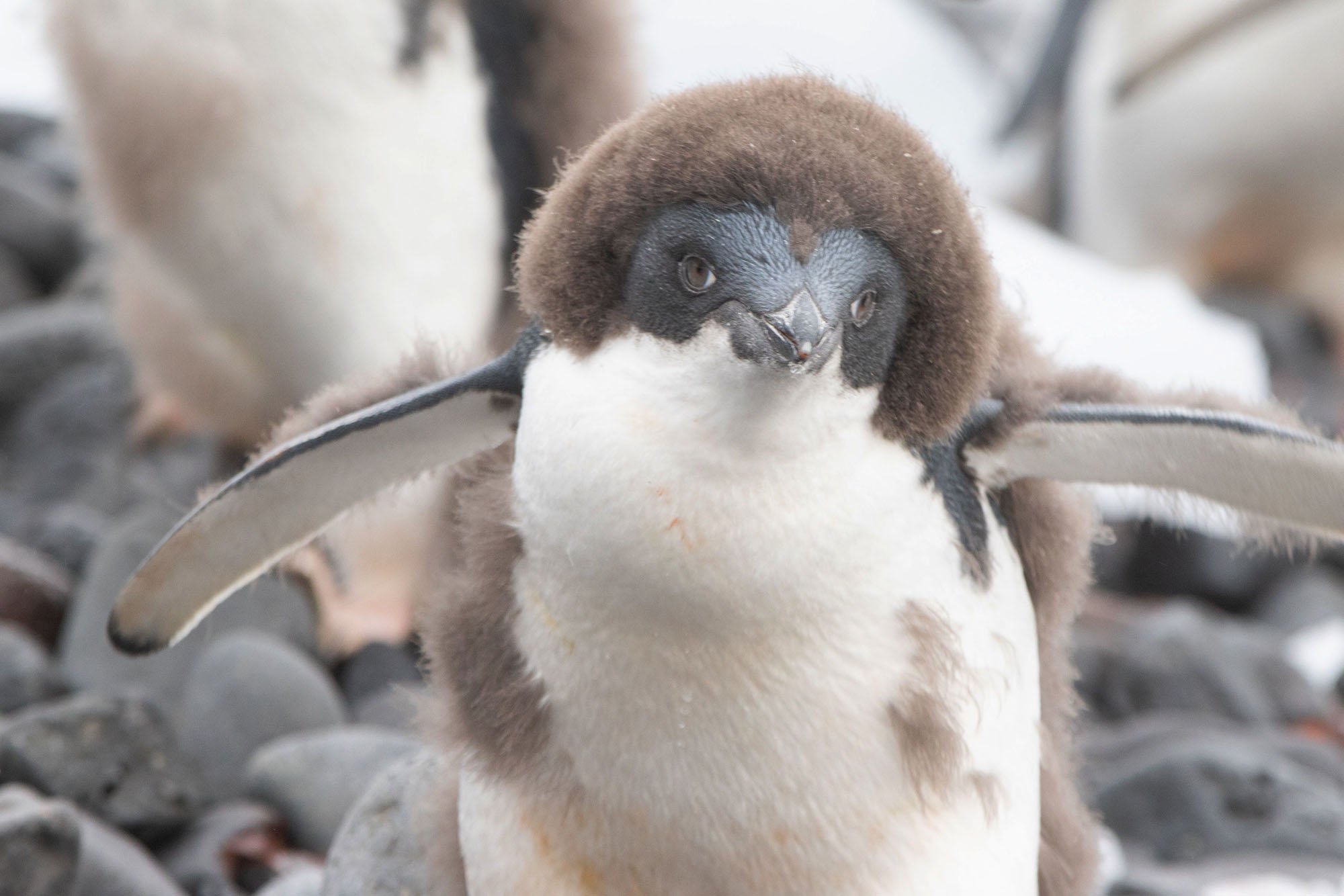 penguin chick with fuzzy brown feathers on its head