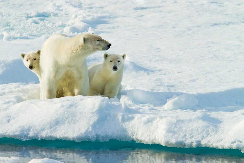 Three polar bears in Svalbard, Norway