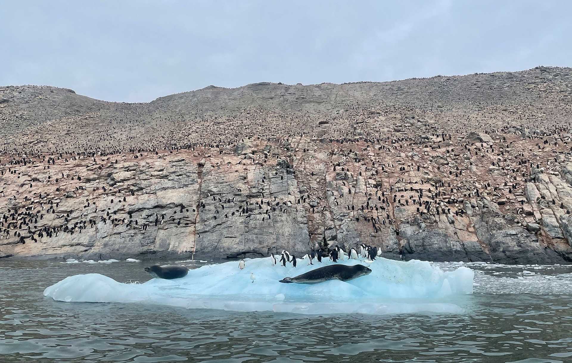 thousands of penguins and one leopard seal