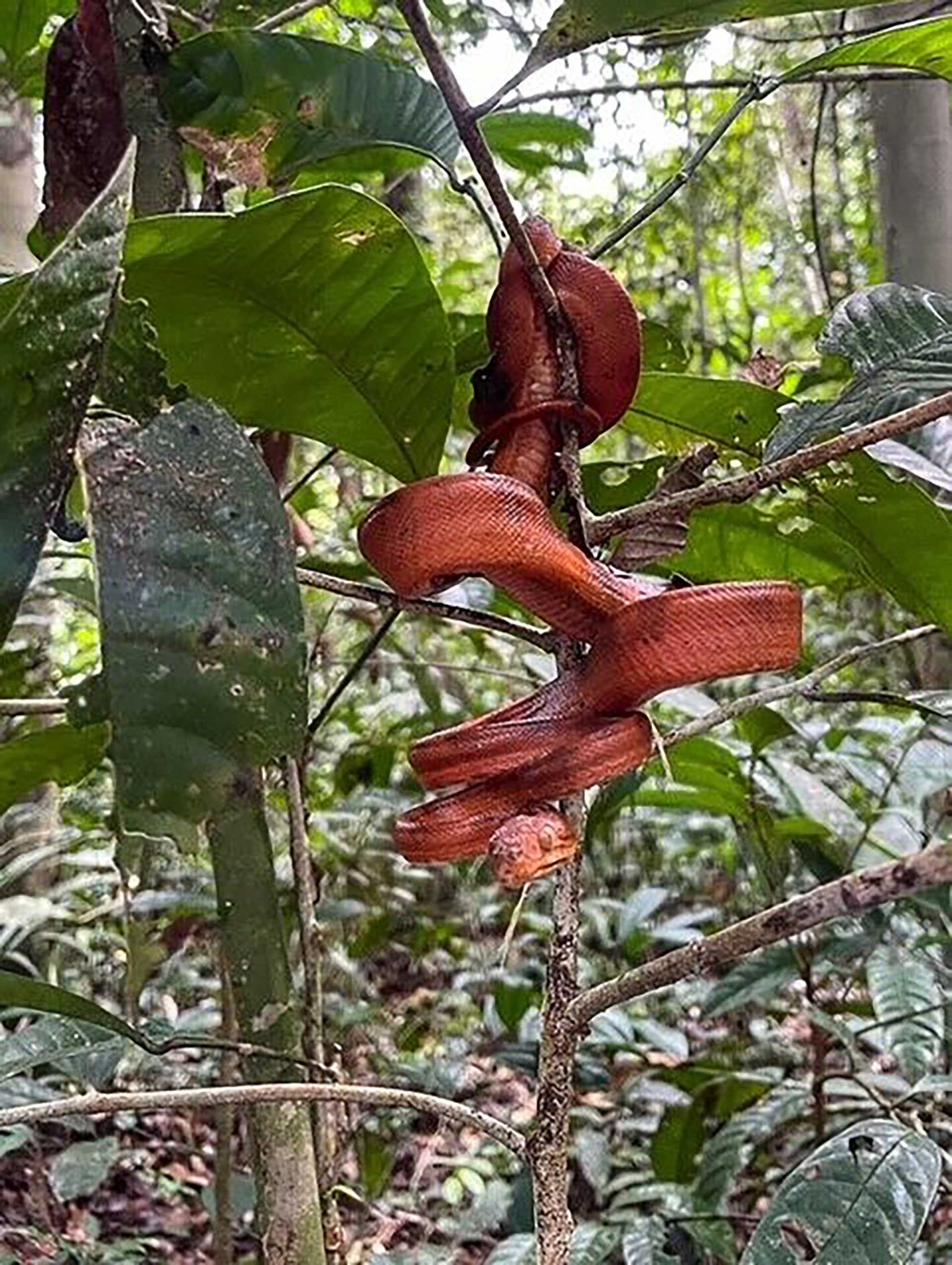 amazon tree snake