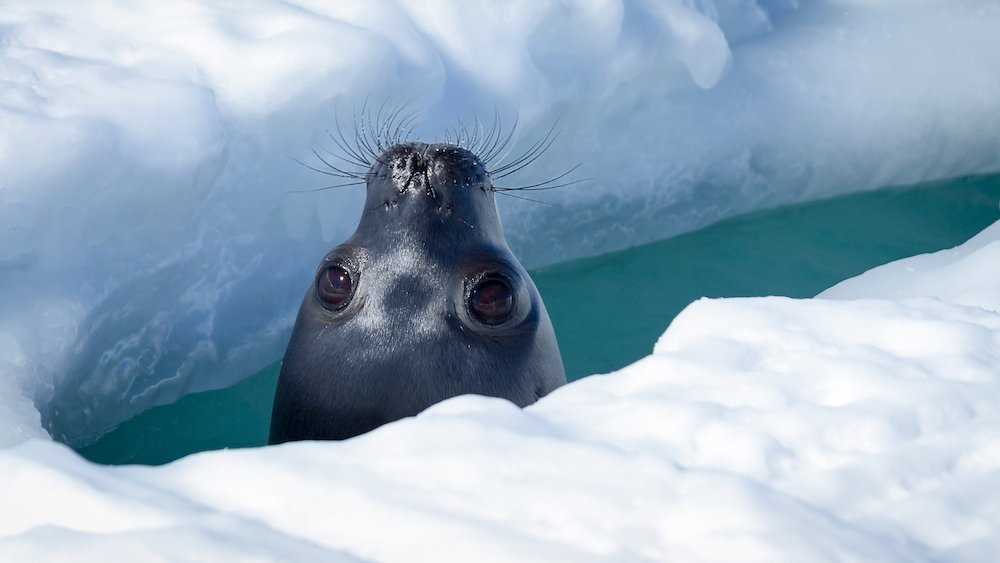 Weddell Seal Peeks Through Ice.jpg