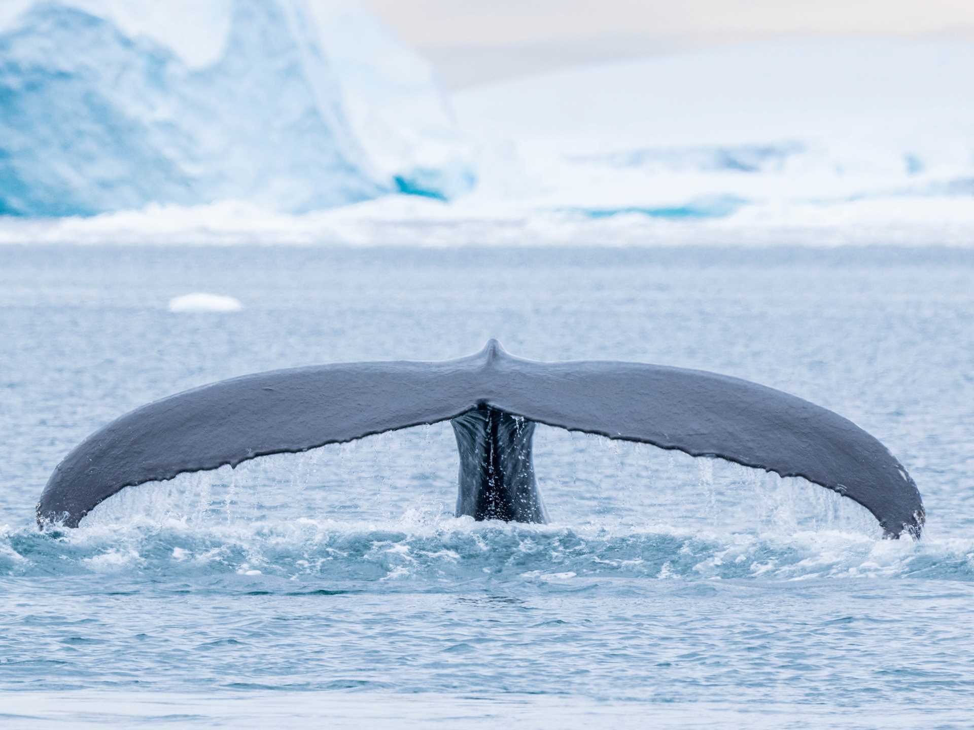 A humpback whale flukes in Ilulissat, Greenland