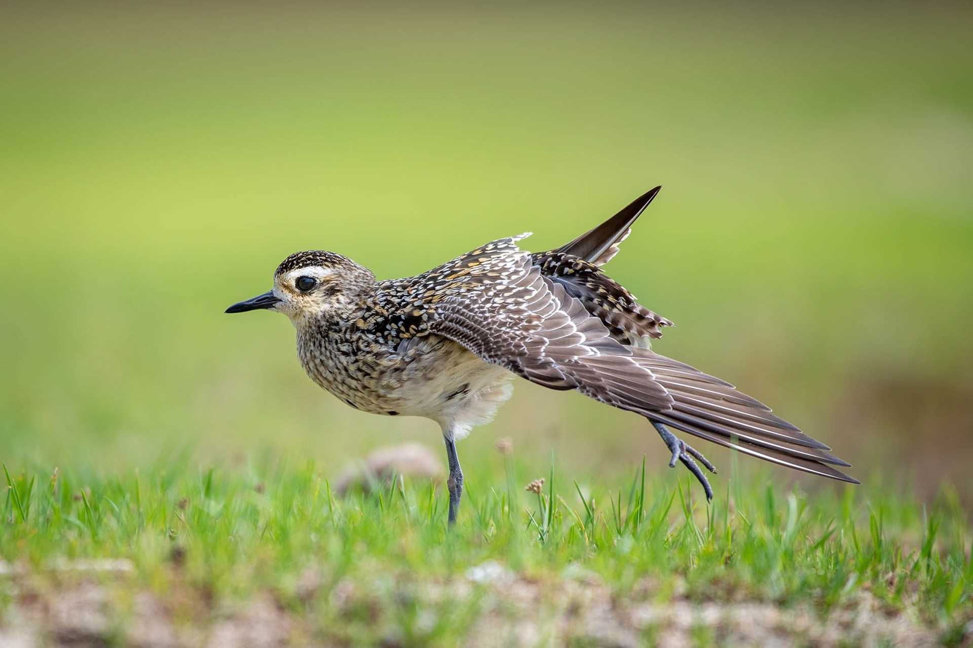 golden plover