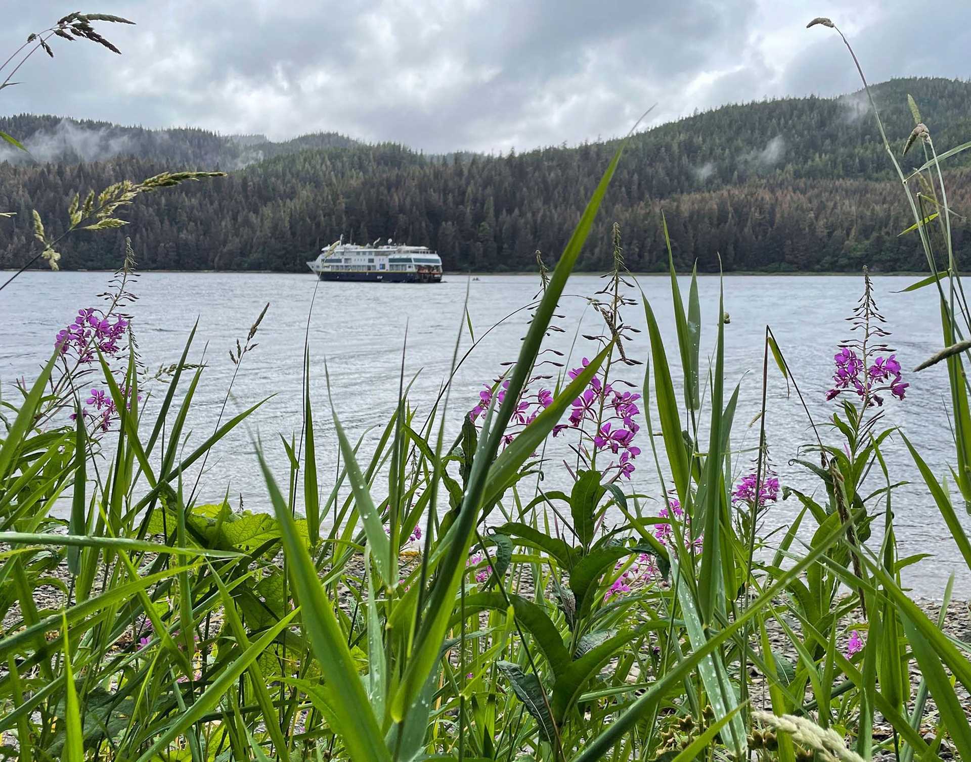 purple flowers on shoreline with a ship in the distance