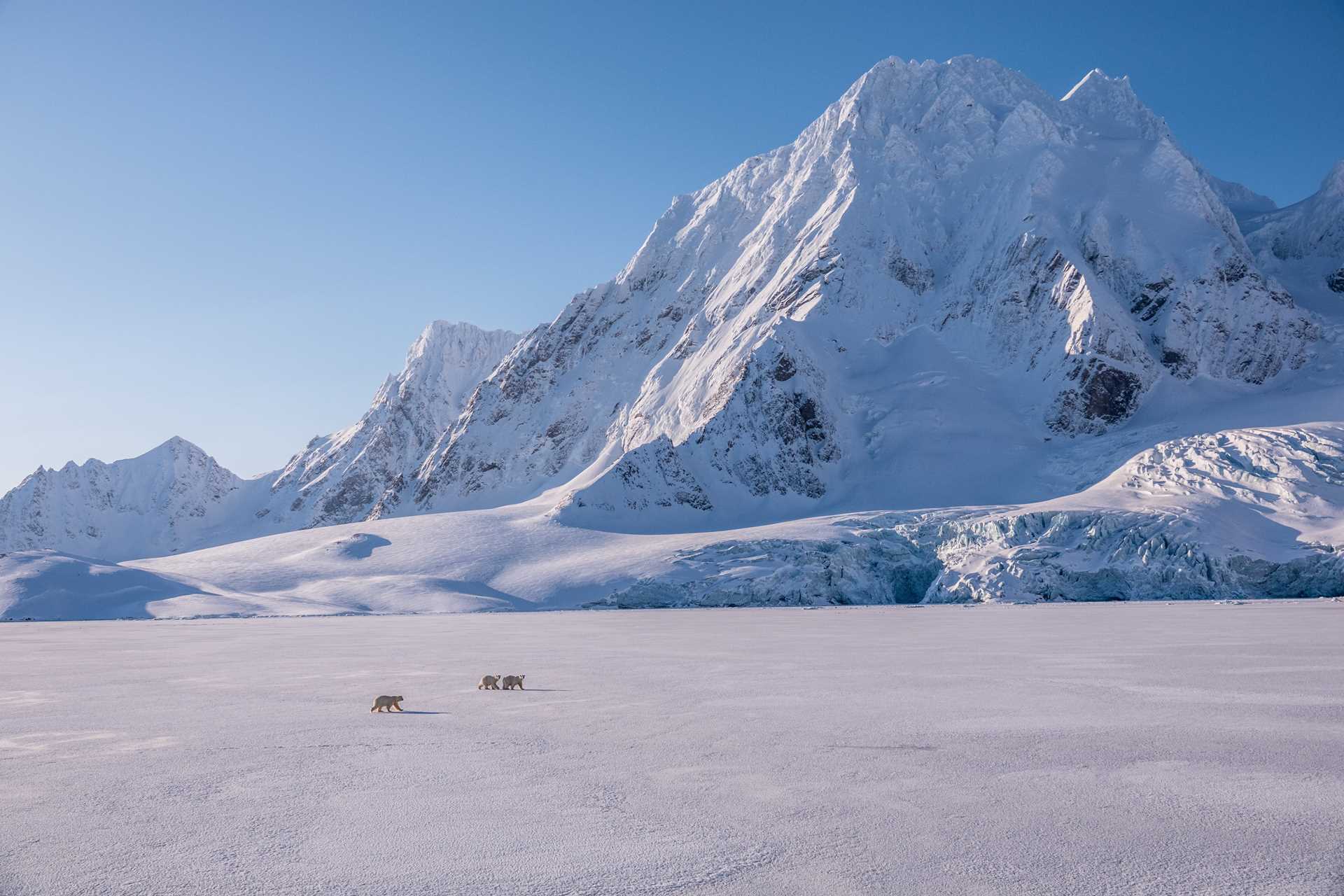 three polar bears walk on ice in the High Arctic