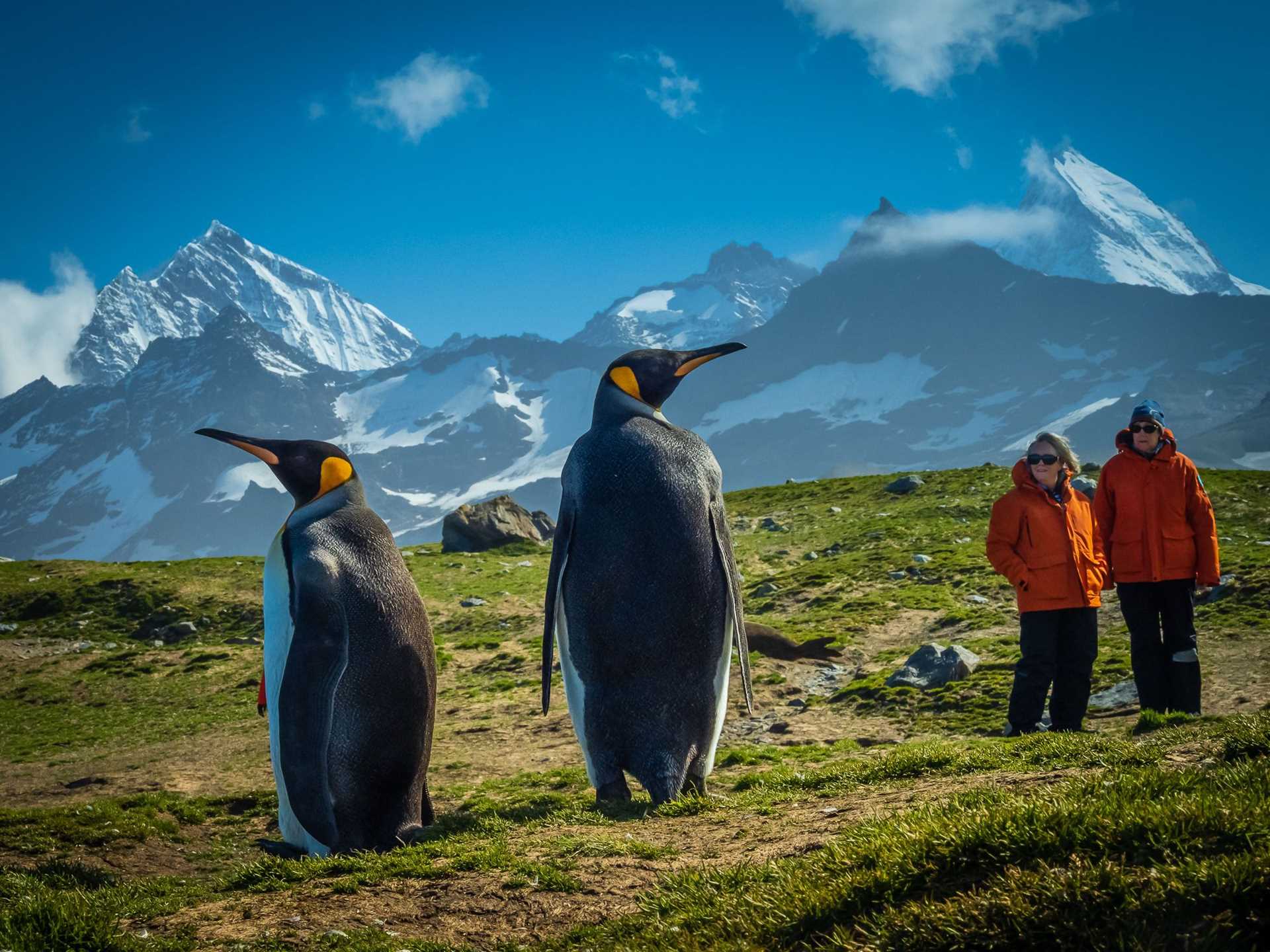 penguins and guests