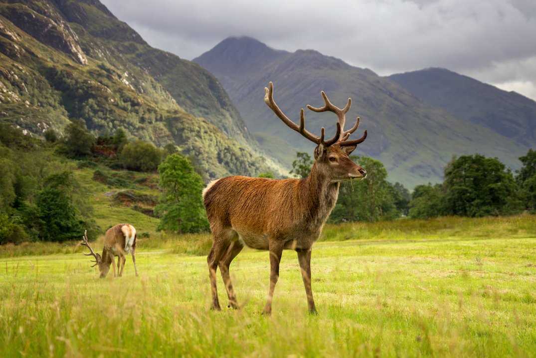 Scottish red deer Glenfinnan Scotland.jpg