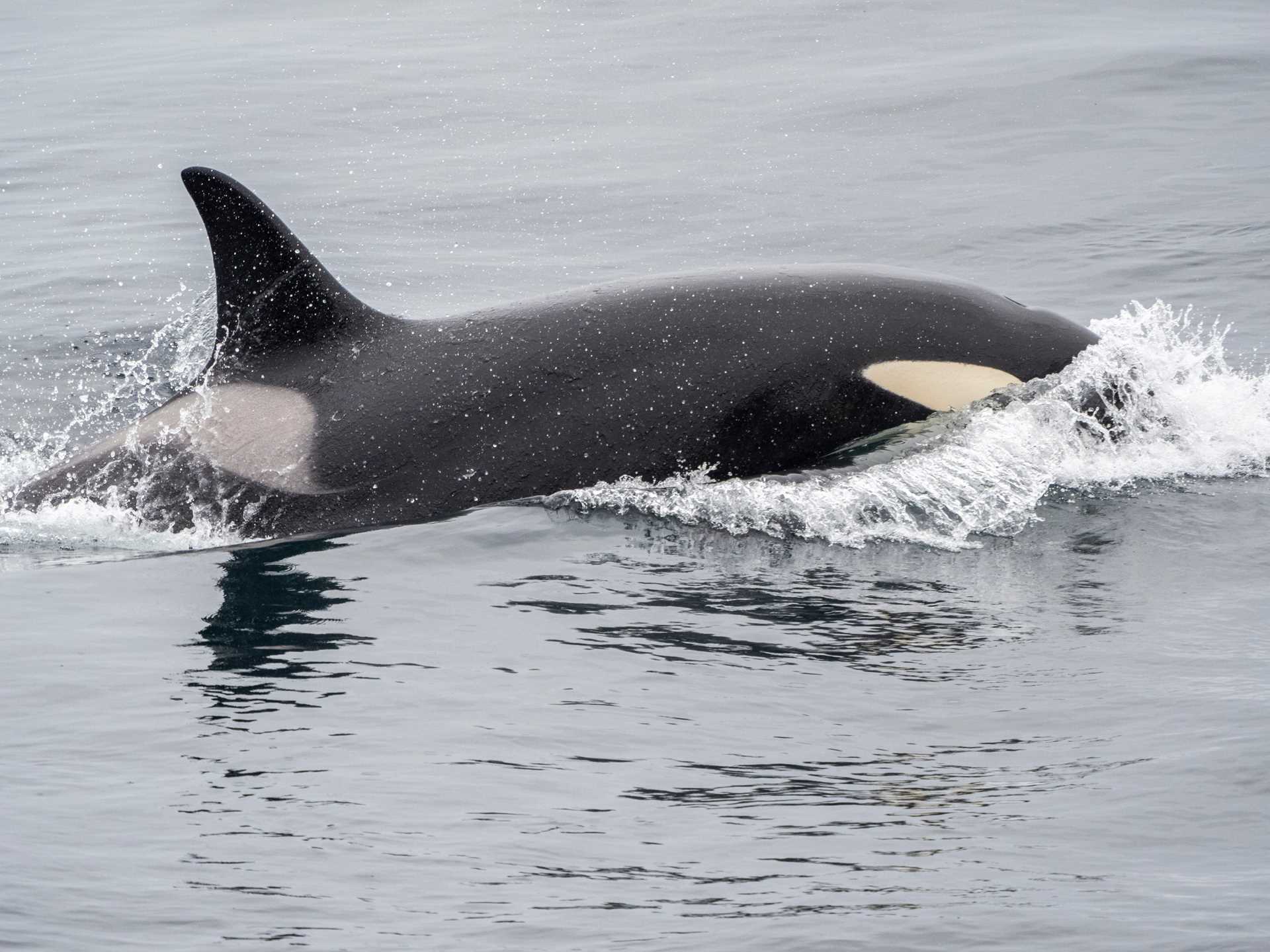 A killer whale in Svalbard, Norway
