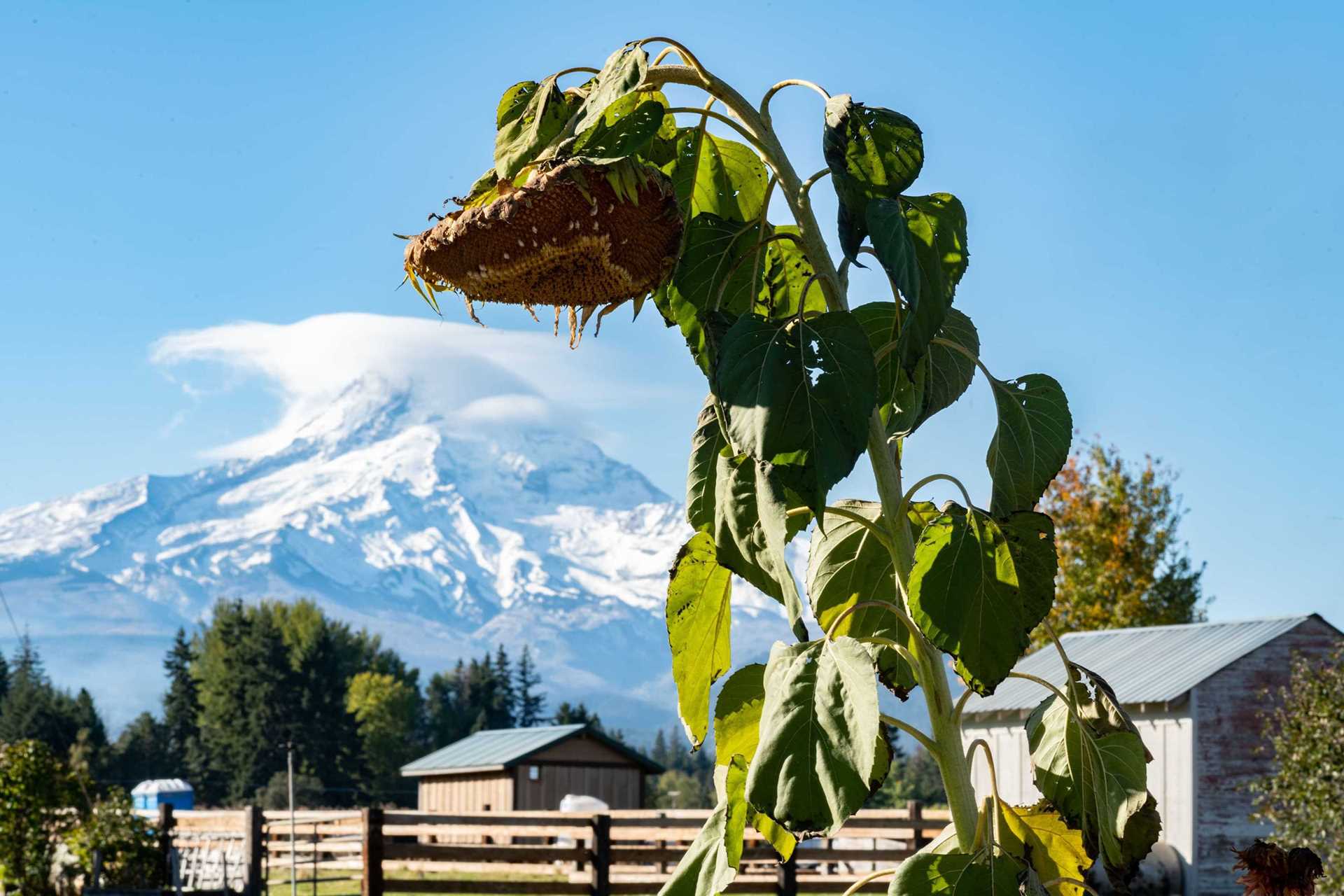 sunflower