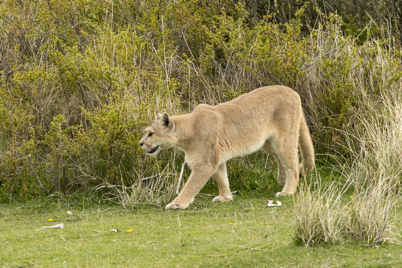 Puma emerging from brush.jpg