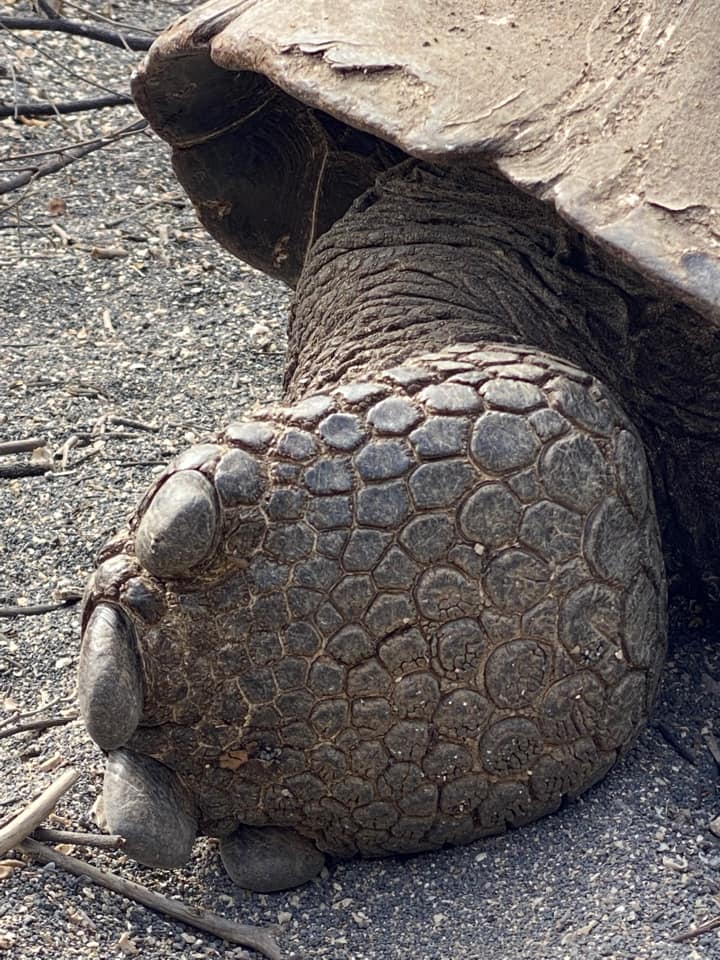 tortoise foot