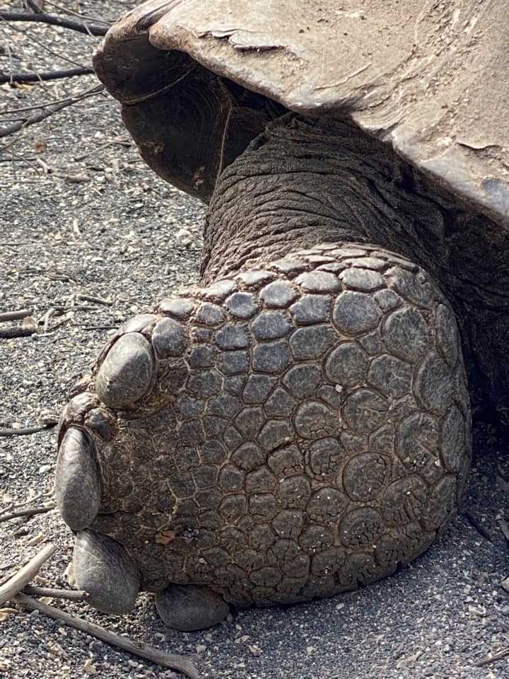 tortoise foot