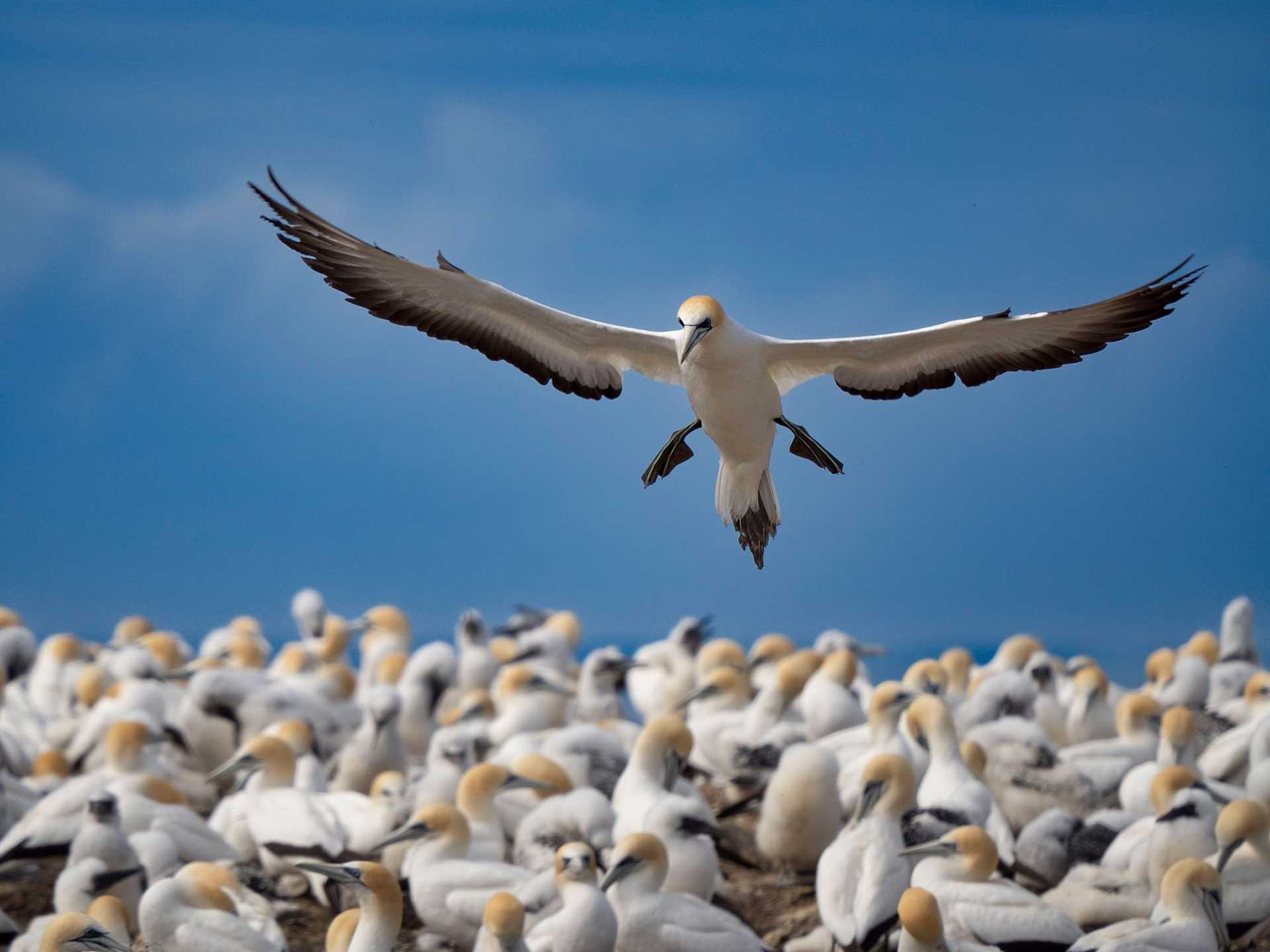 gannet landing in colony