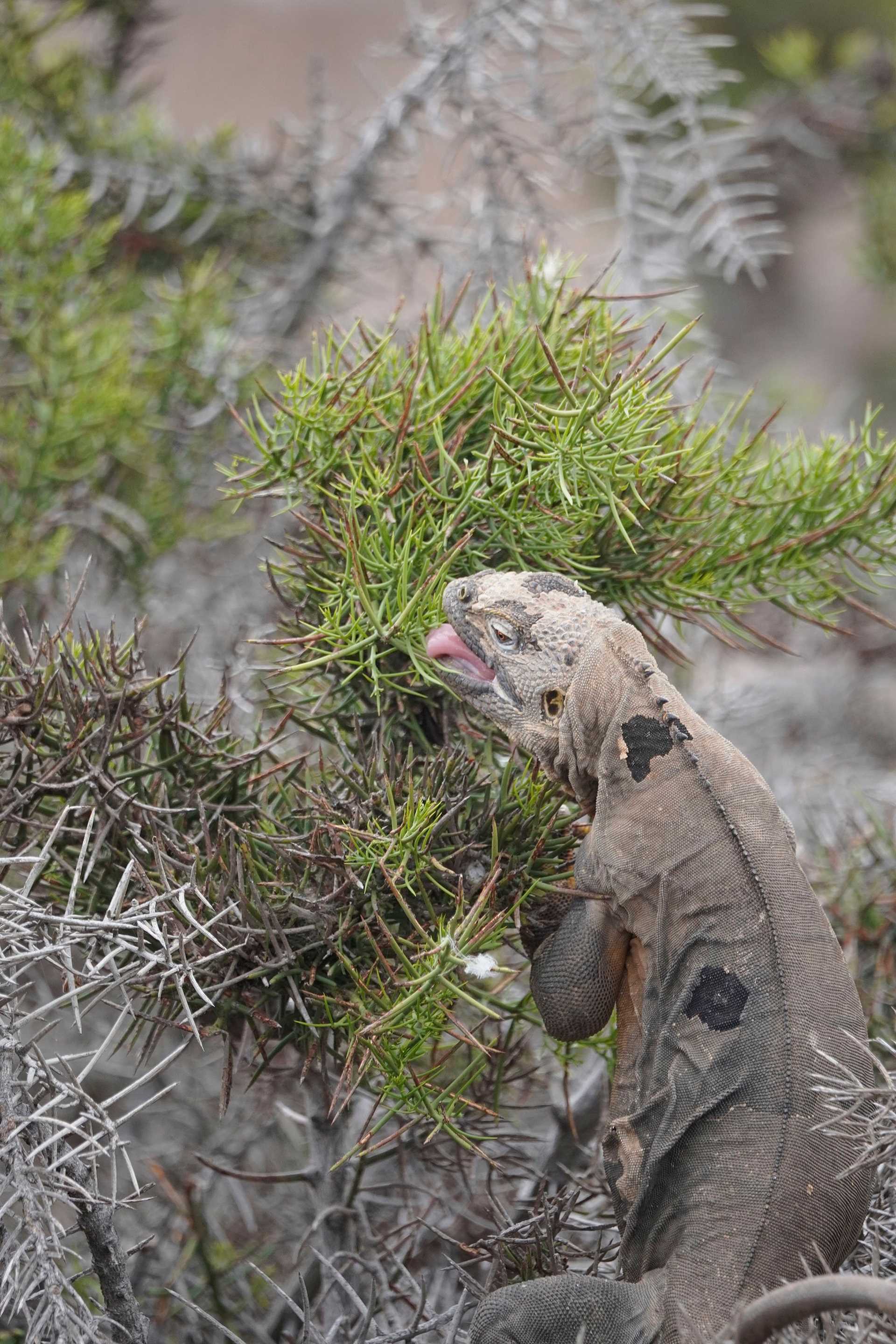 land iguana crawling onto a shrub