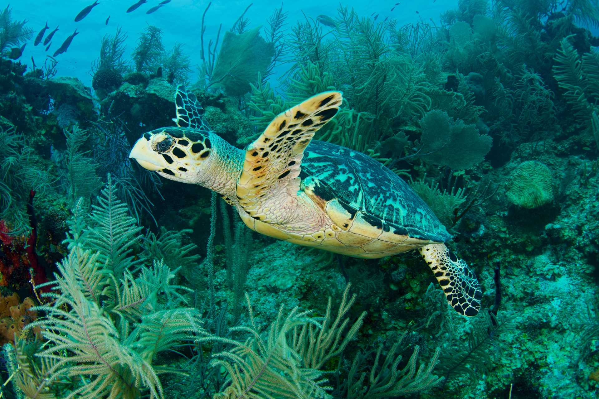 shutterstock_2011881893.jpg