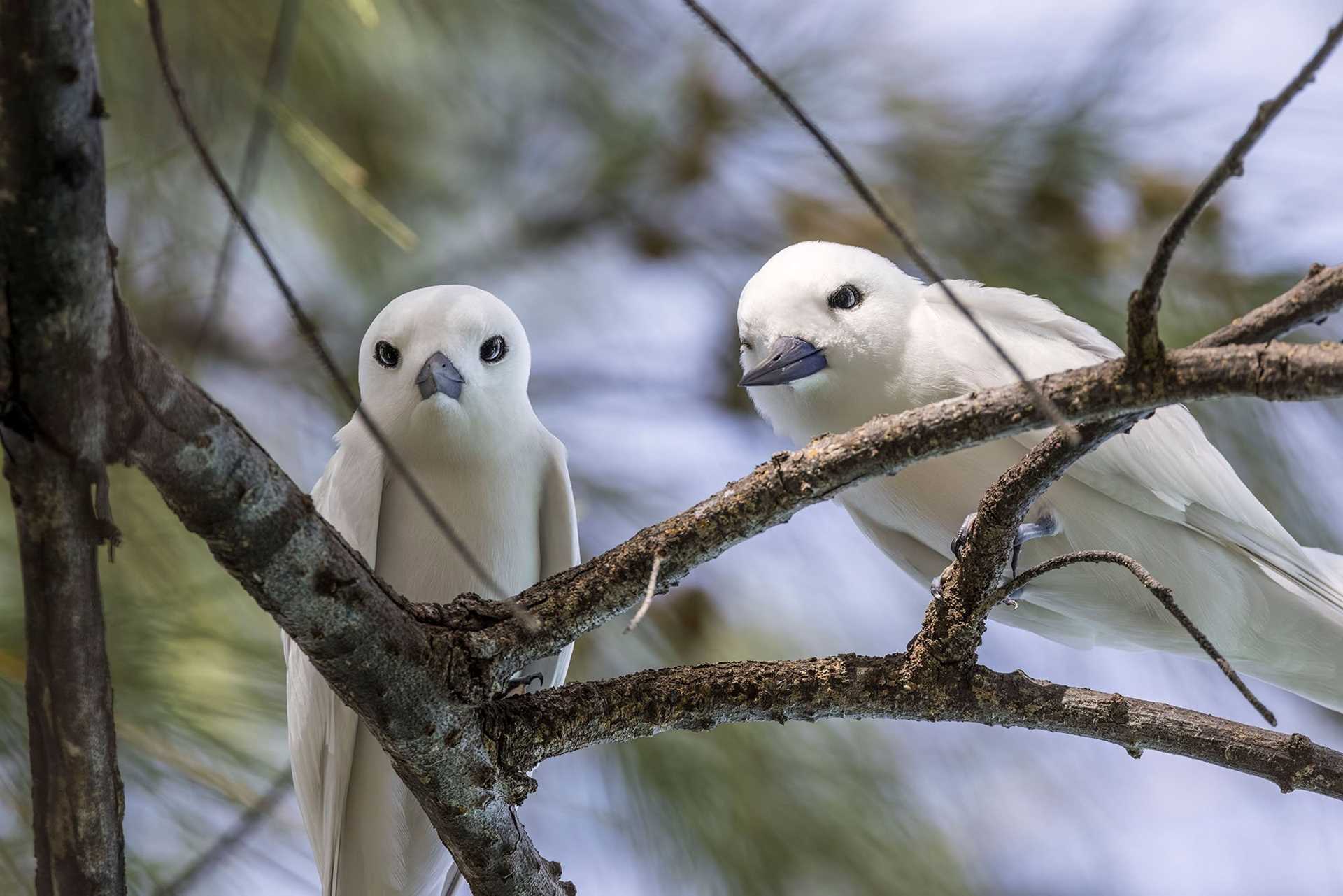 two white birds glaring at the camera