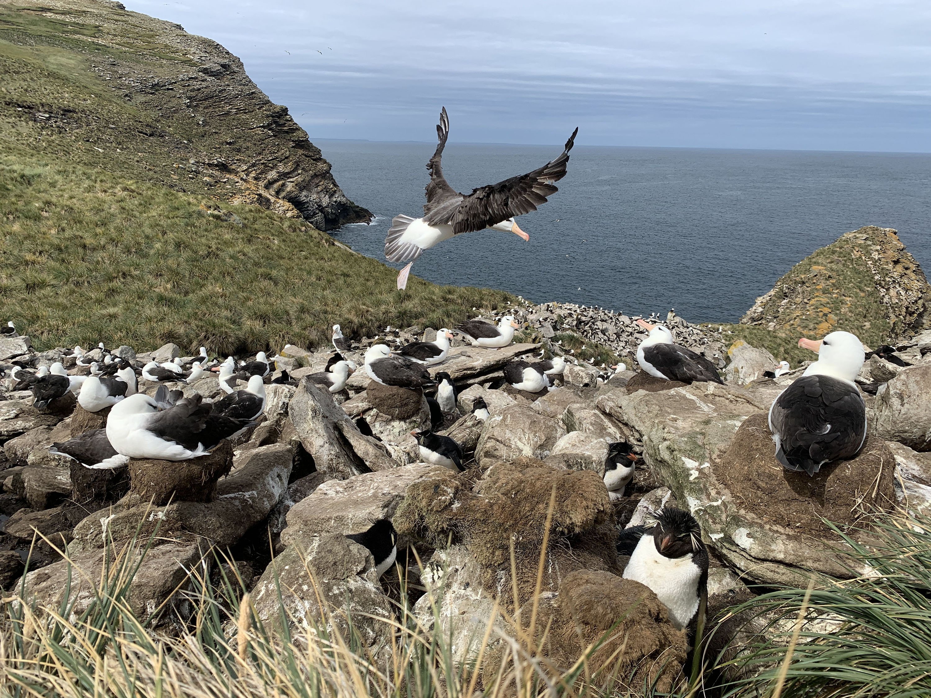 black-browed albatross colony