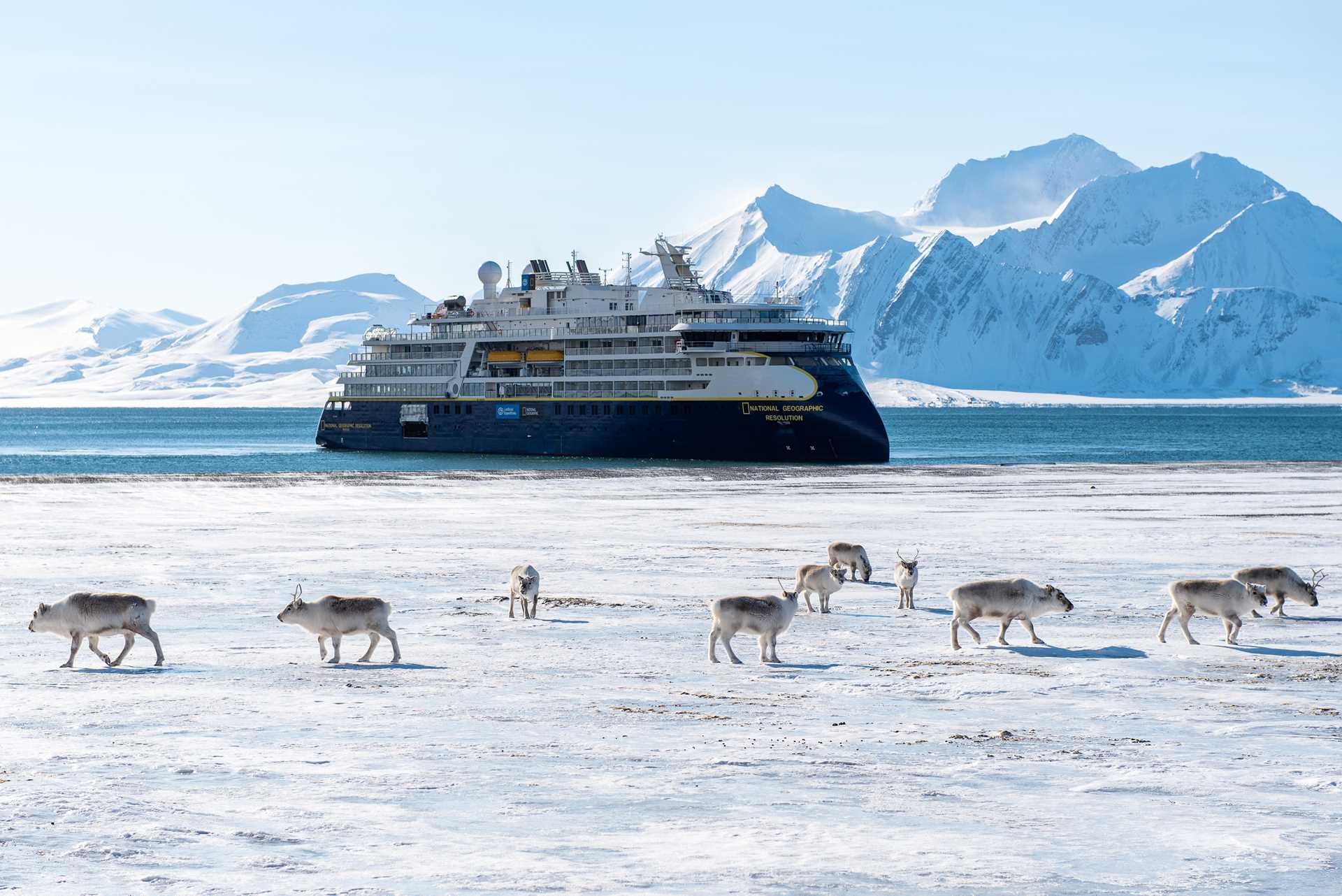 Reindeer walk on sheet ice with National Geographic Resolution in the background