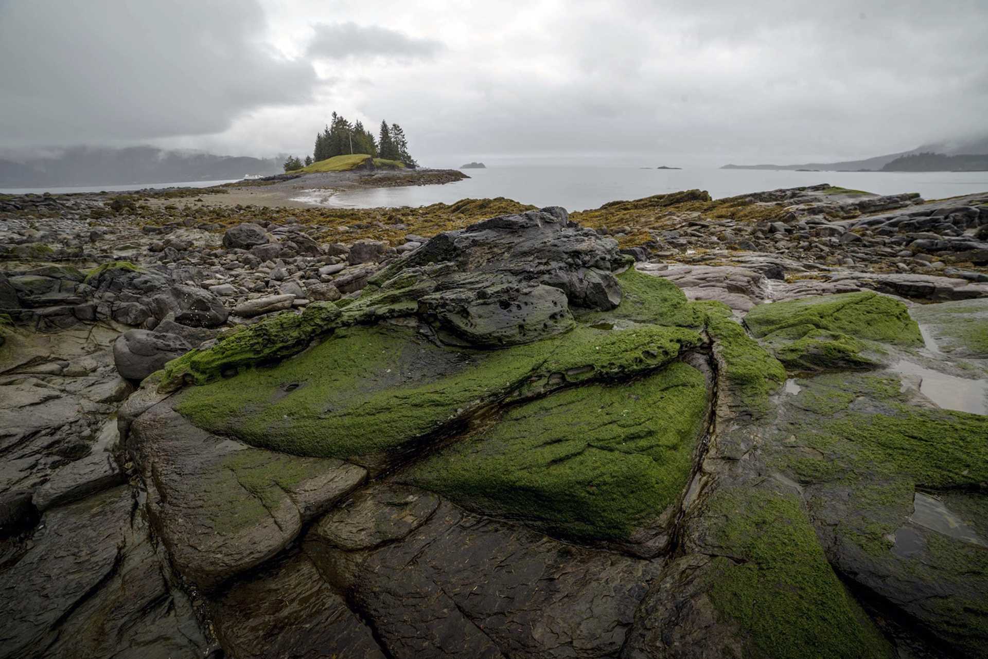 muddy stones covered in algae