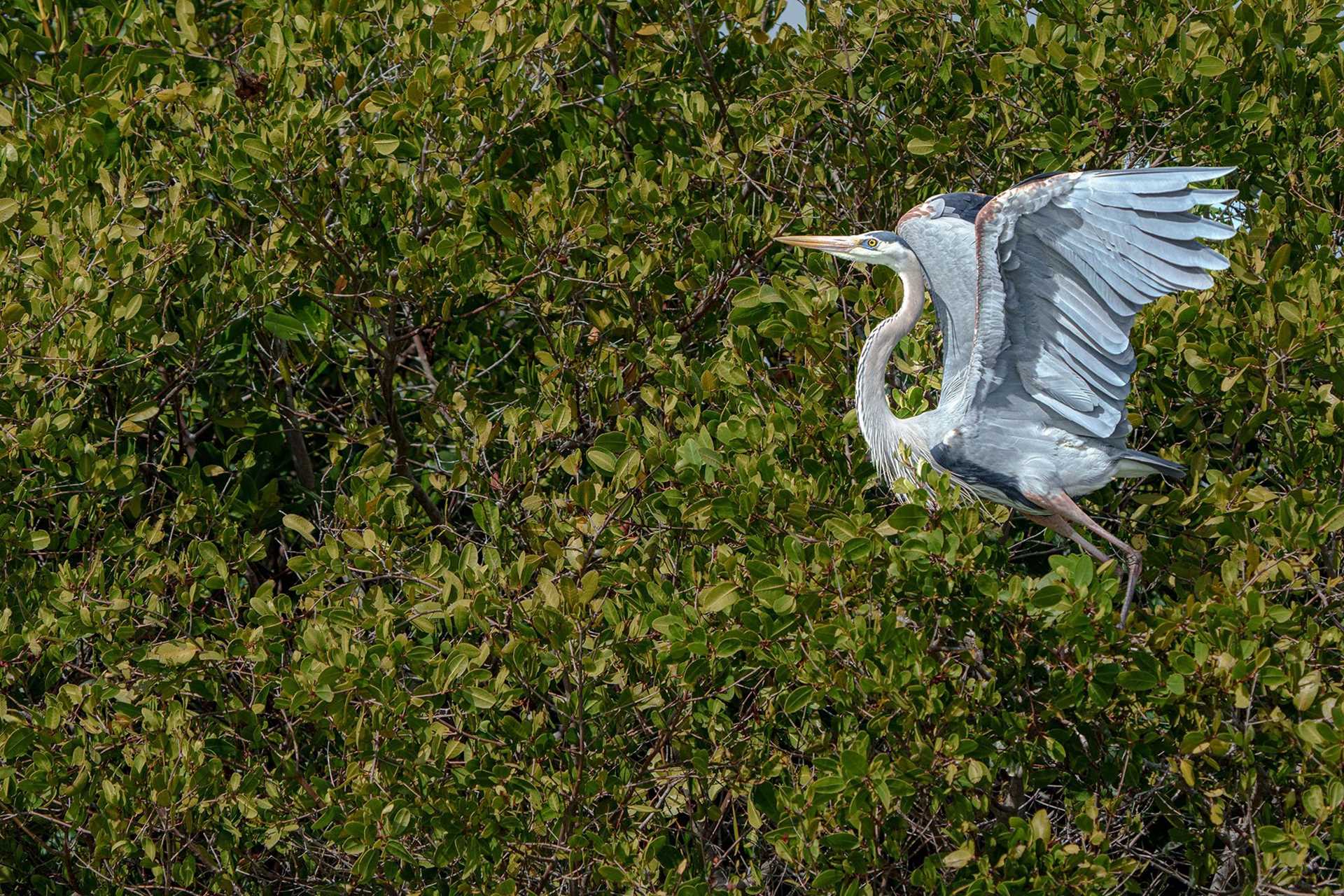 great blue heron