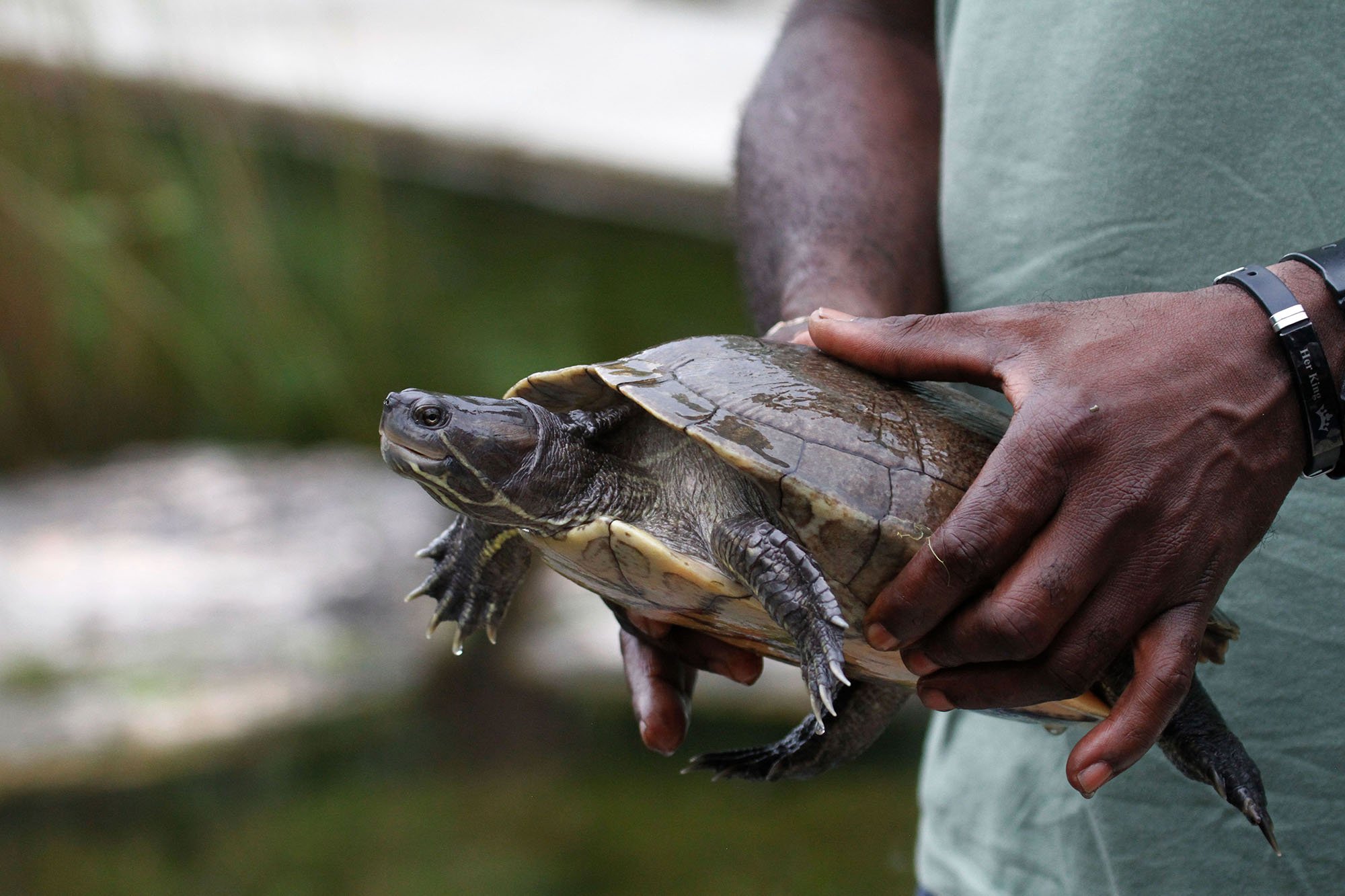 bahamian slider turtle