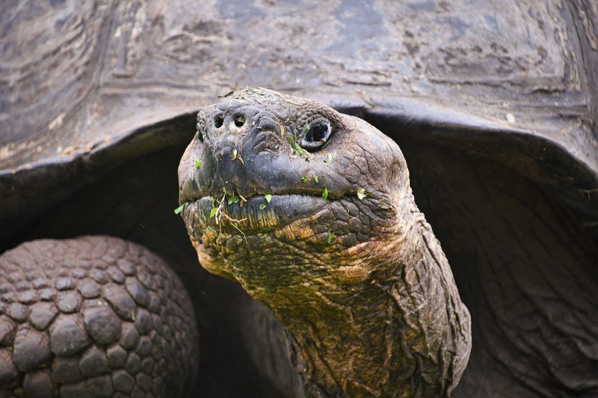 tortoise face